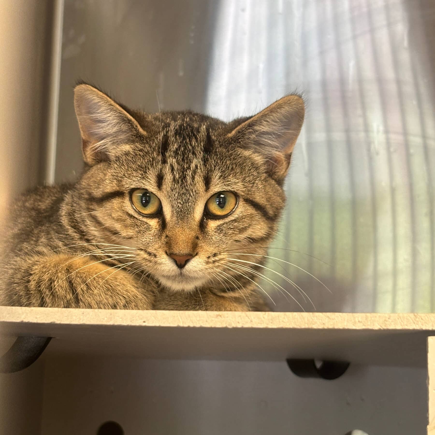 Bob - Domestic cat available for adoption at SPA de l'Estrie in Sherbrooke