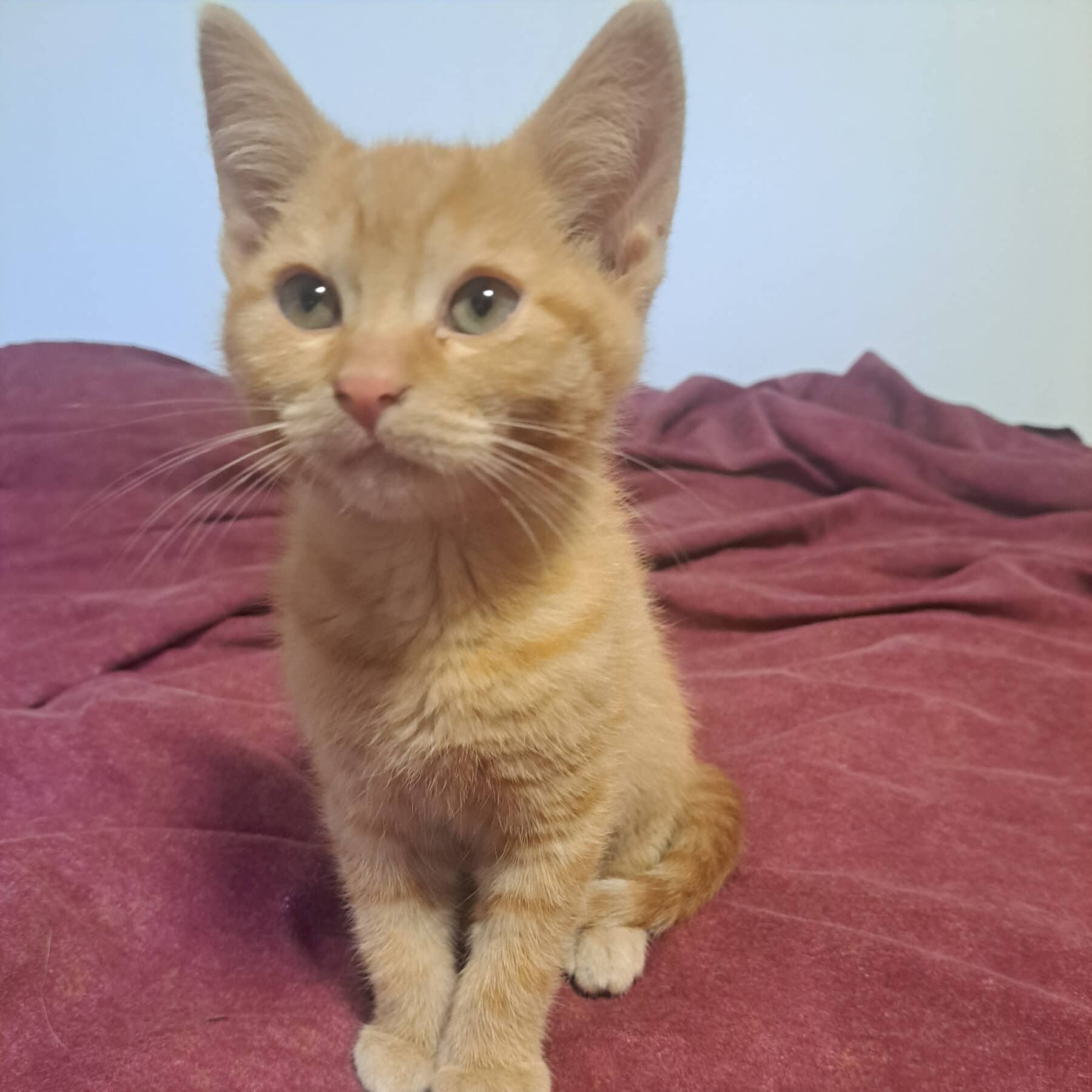 Rona - Domestic cat available for adoption at SPA de l'Estrie in Sherbrooke