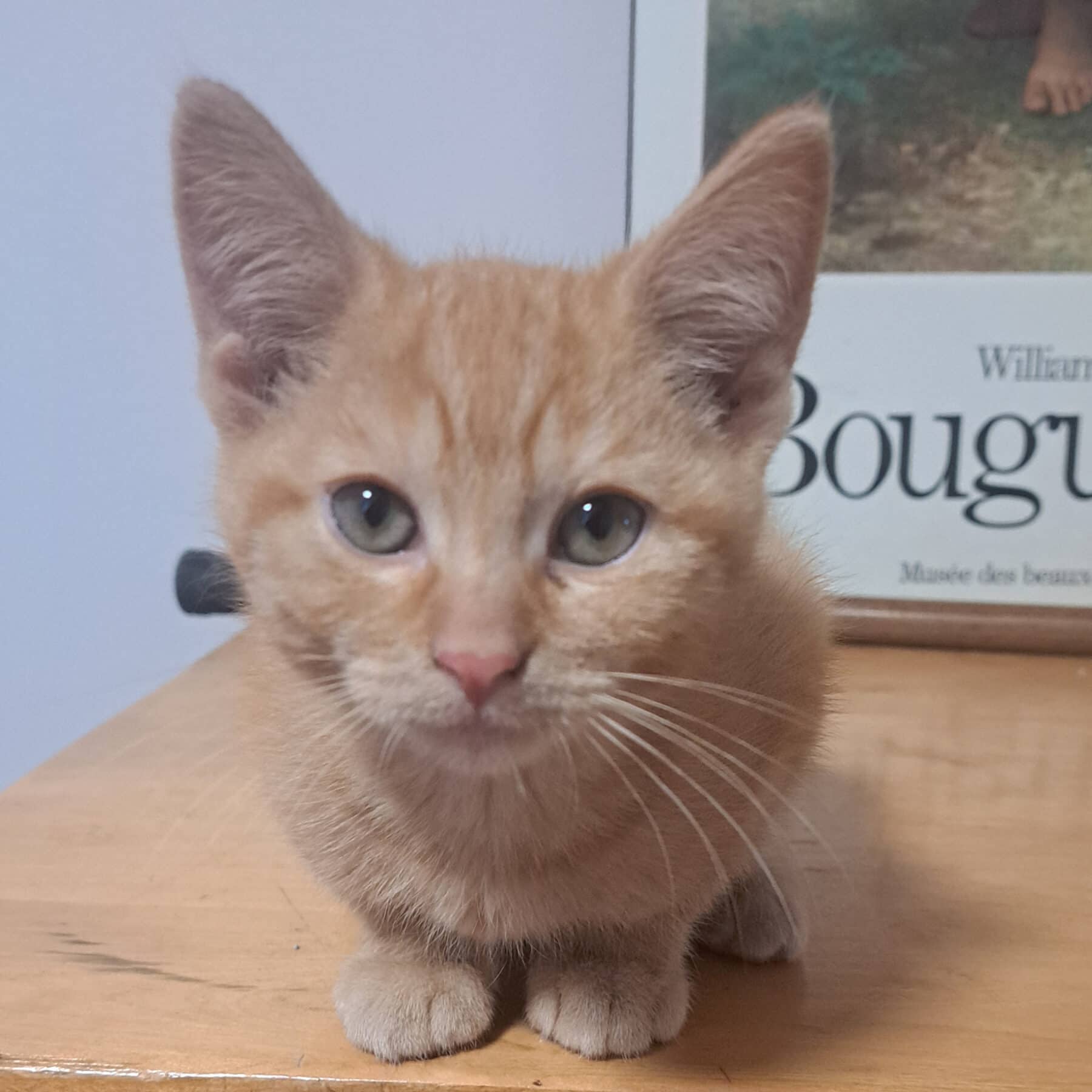 Canadian Tire - Domestic available for adoption