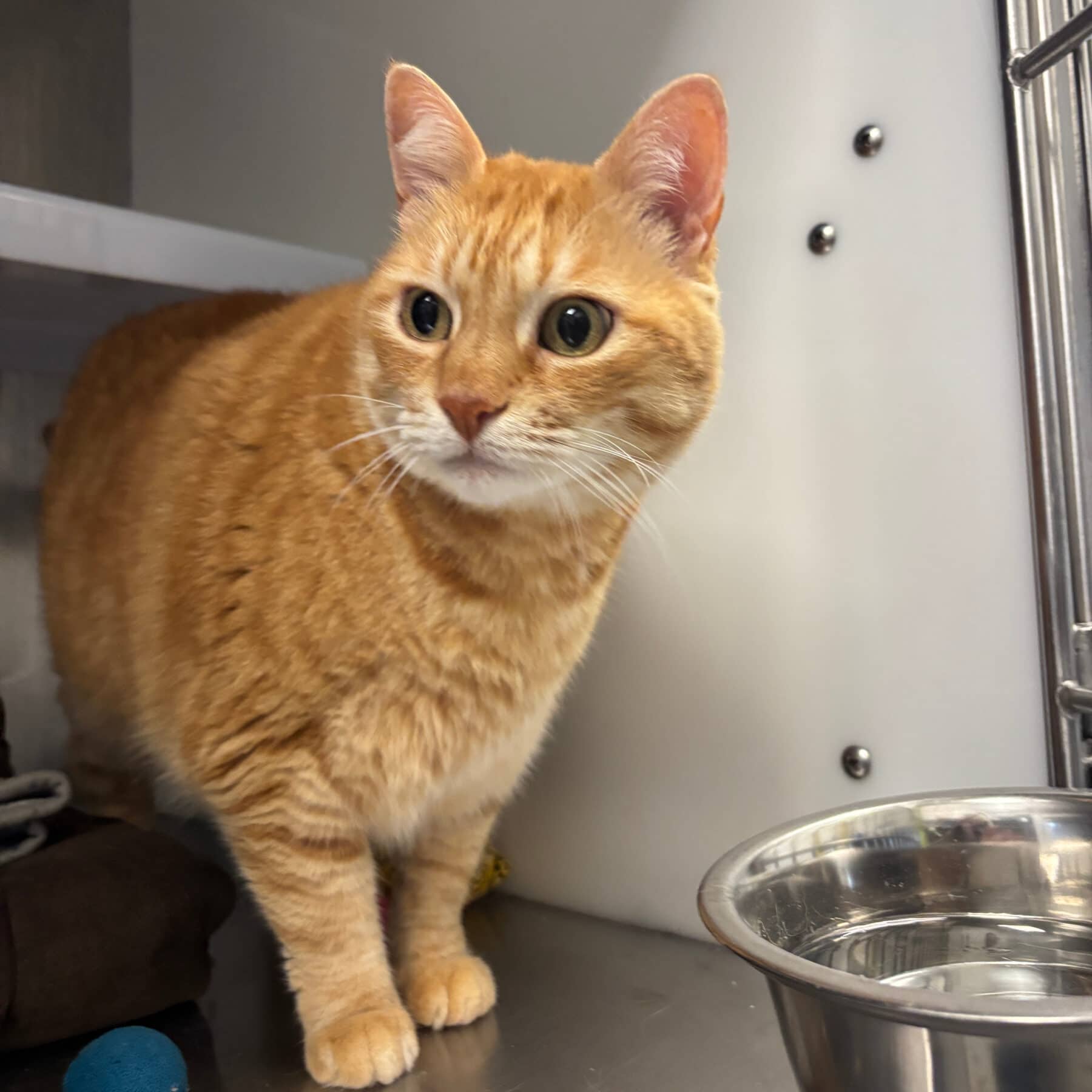 Capucine - Domestic cat available for adoption at SPA de l'Estrie in Sherbrooke