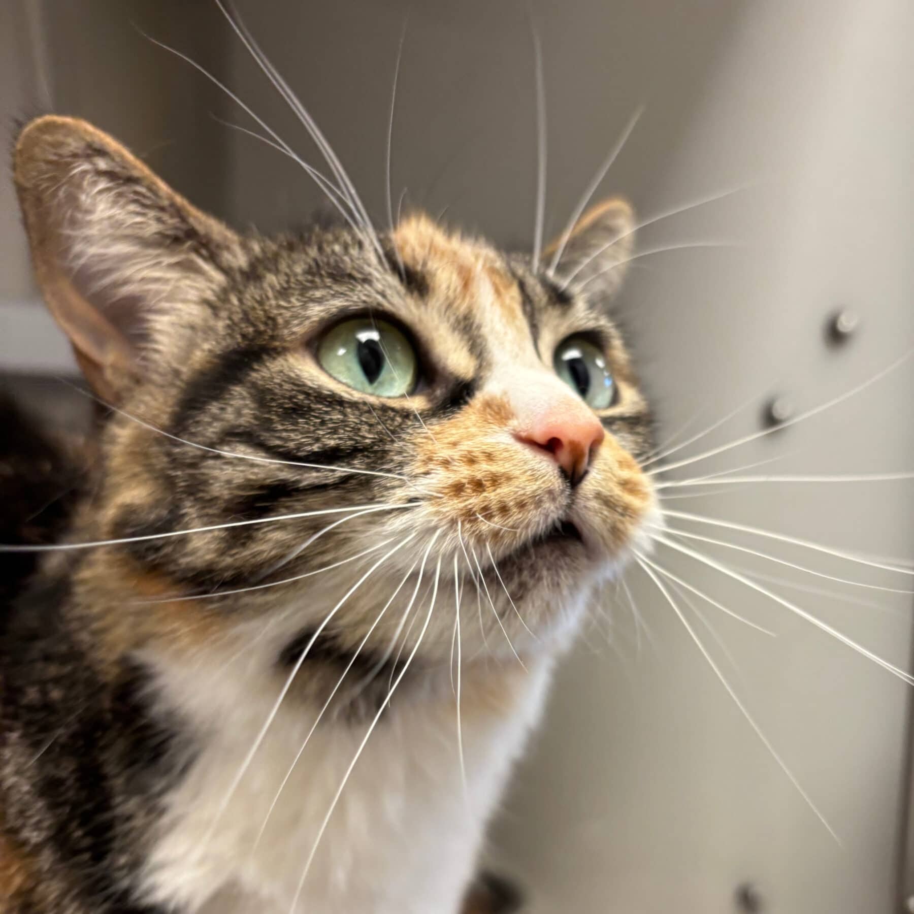 Caramel - Domestic available for adoption