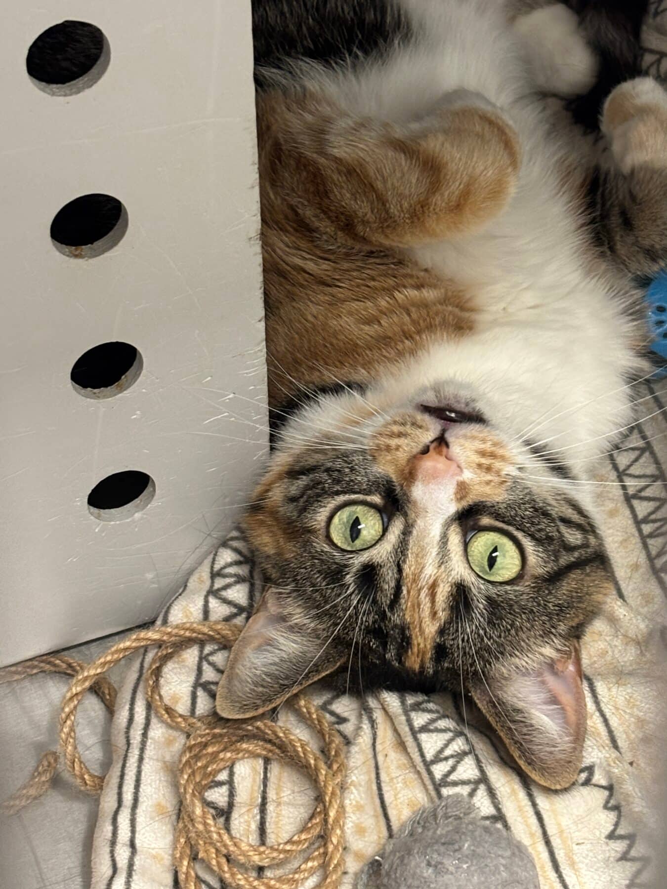 Caramel - Domestic available for adoption