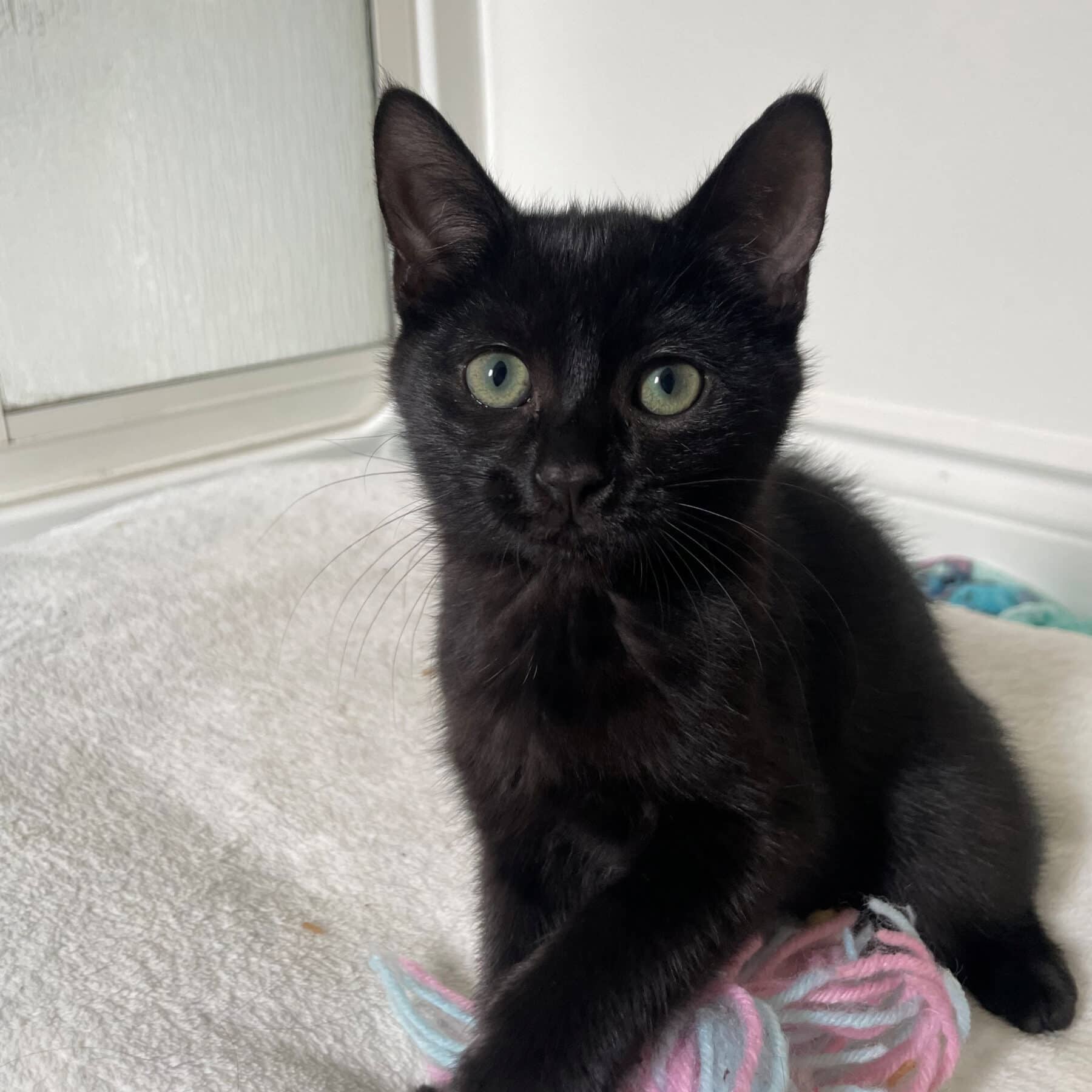 Cendre - Domestic cat available for adoption at SPA de l'Estrie in Sherbrooke