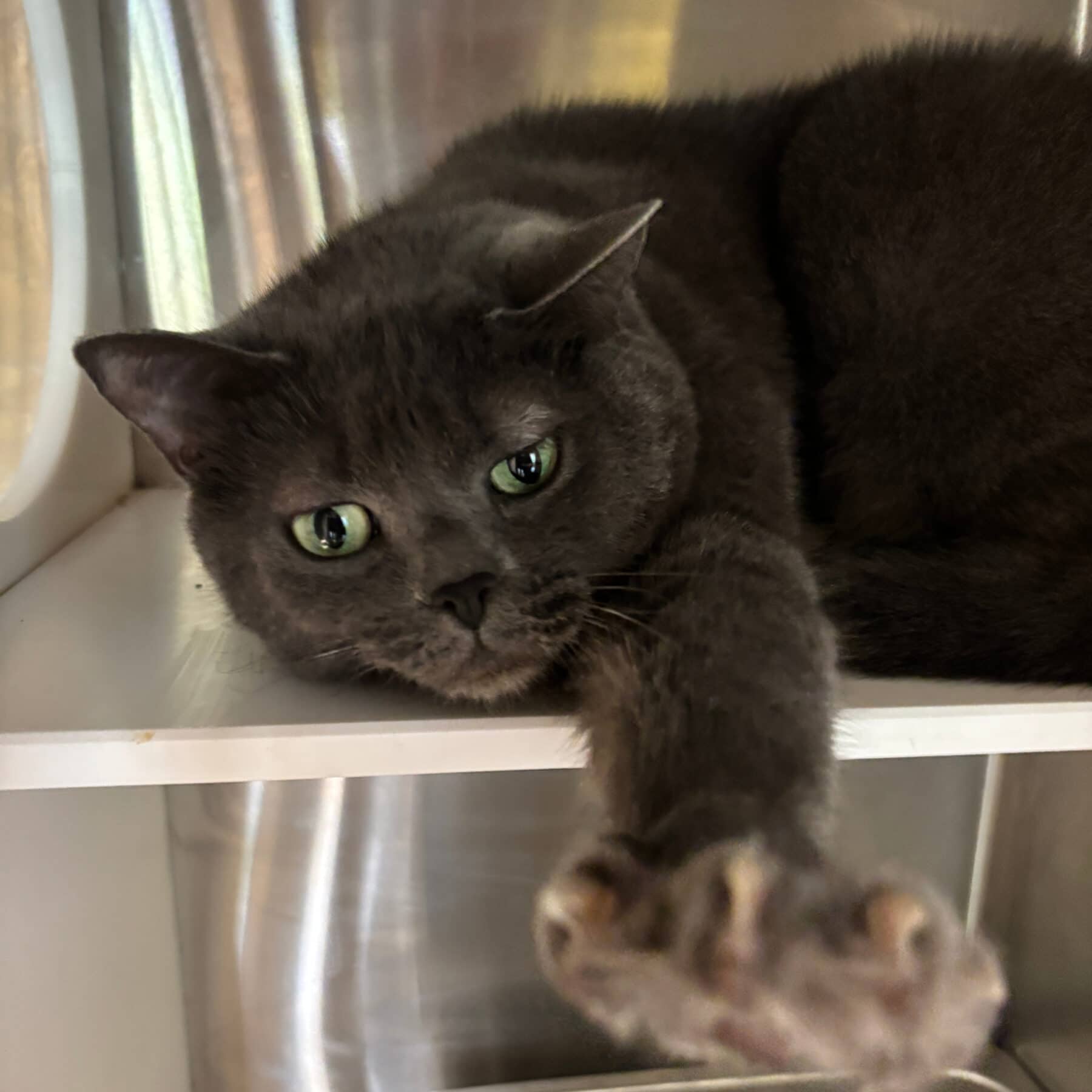 Charlie - Domestic cat available for adoption at SPA de l'Estrie in Sherbrooke
