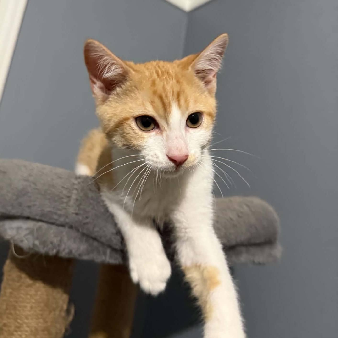 Cheerios - Domestic cat available for adoption at SPA de l'Estrie in Sherbrooke