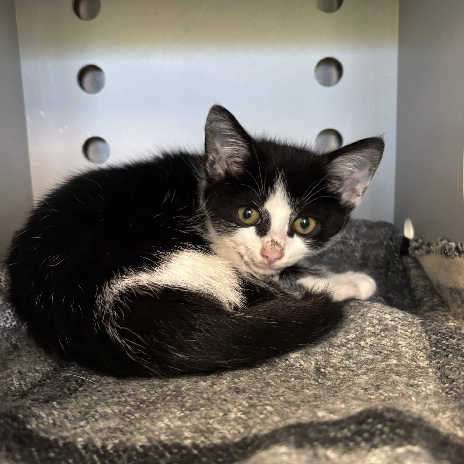 Coco - Domestic cat available for adoption at SPA de l'Estrie in Sherbrooke