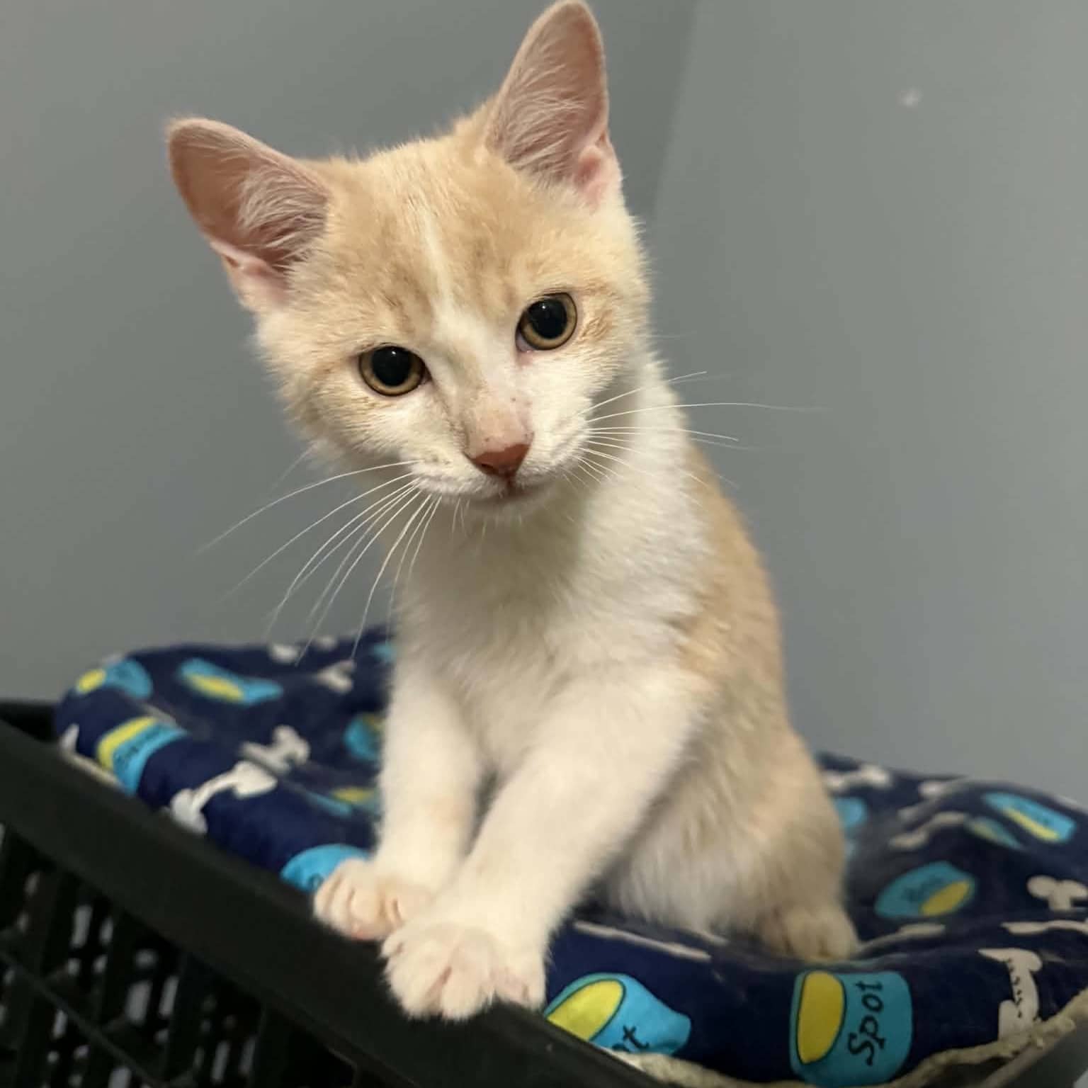 Corn Pops - Domestic available for adoption