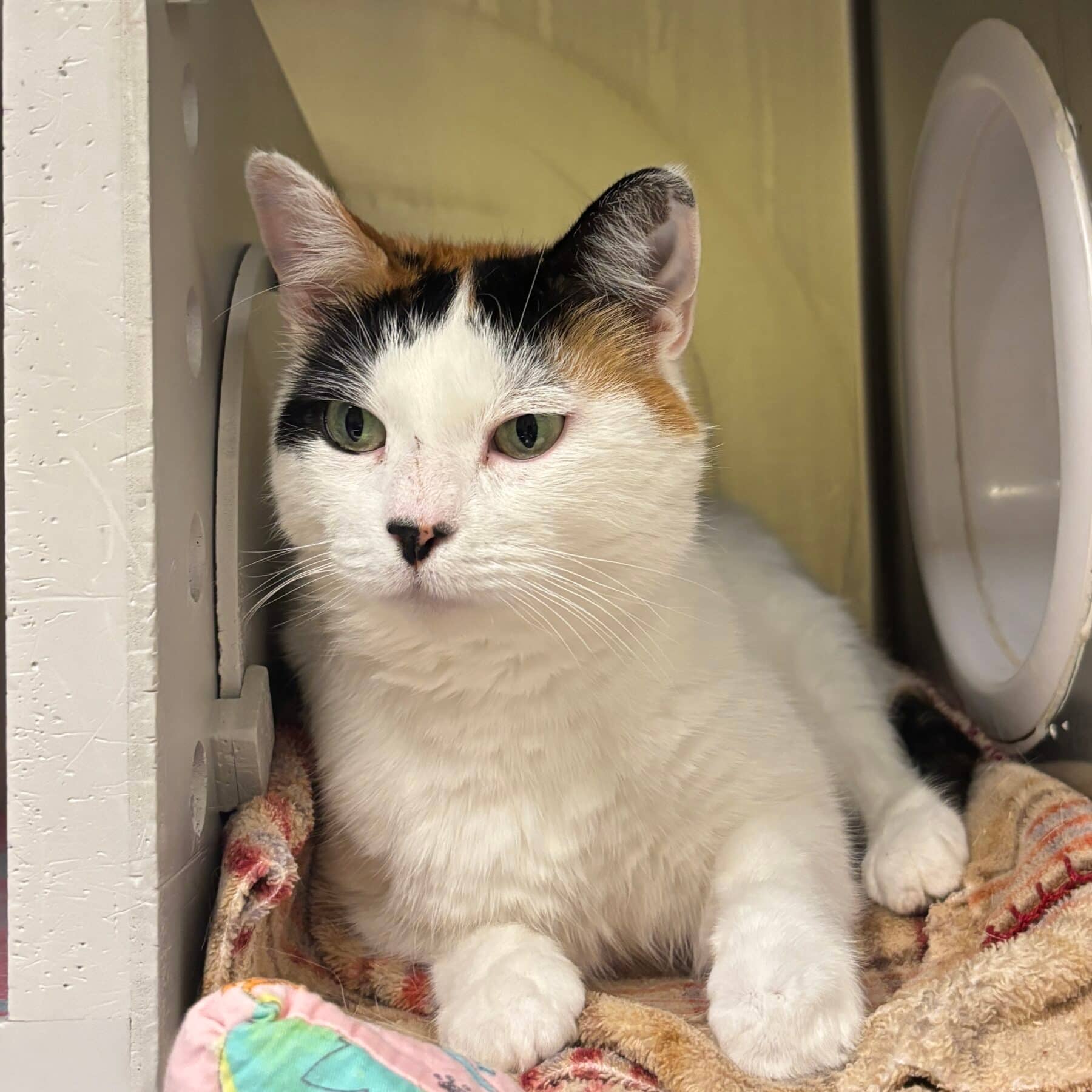 Courgette - Domestic cat available for adoption at SPA de l'Estrie in Sherbrooke