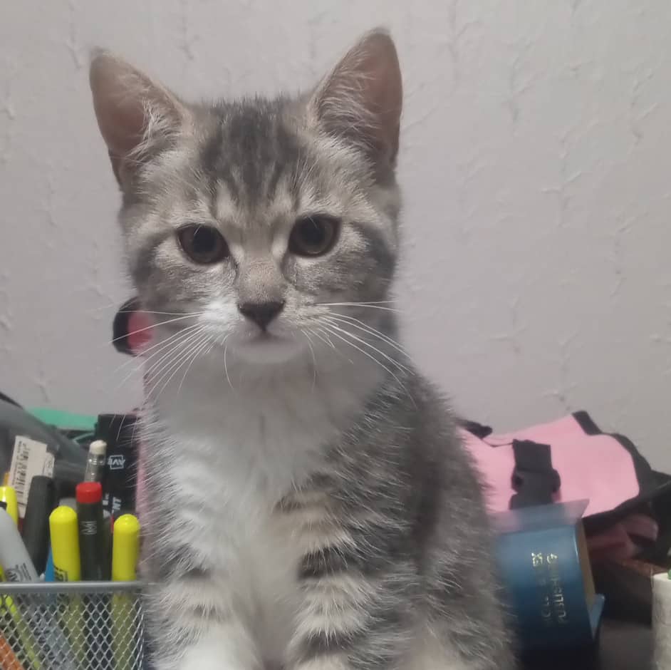 Demeter - Domestic cat available for adoption at SPA de l'Estrie in Sherbrooke