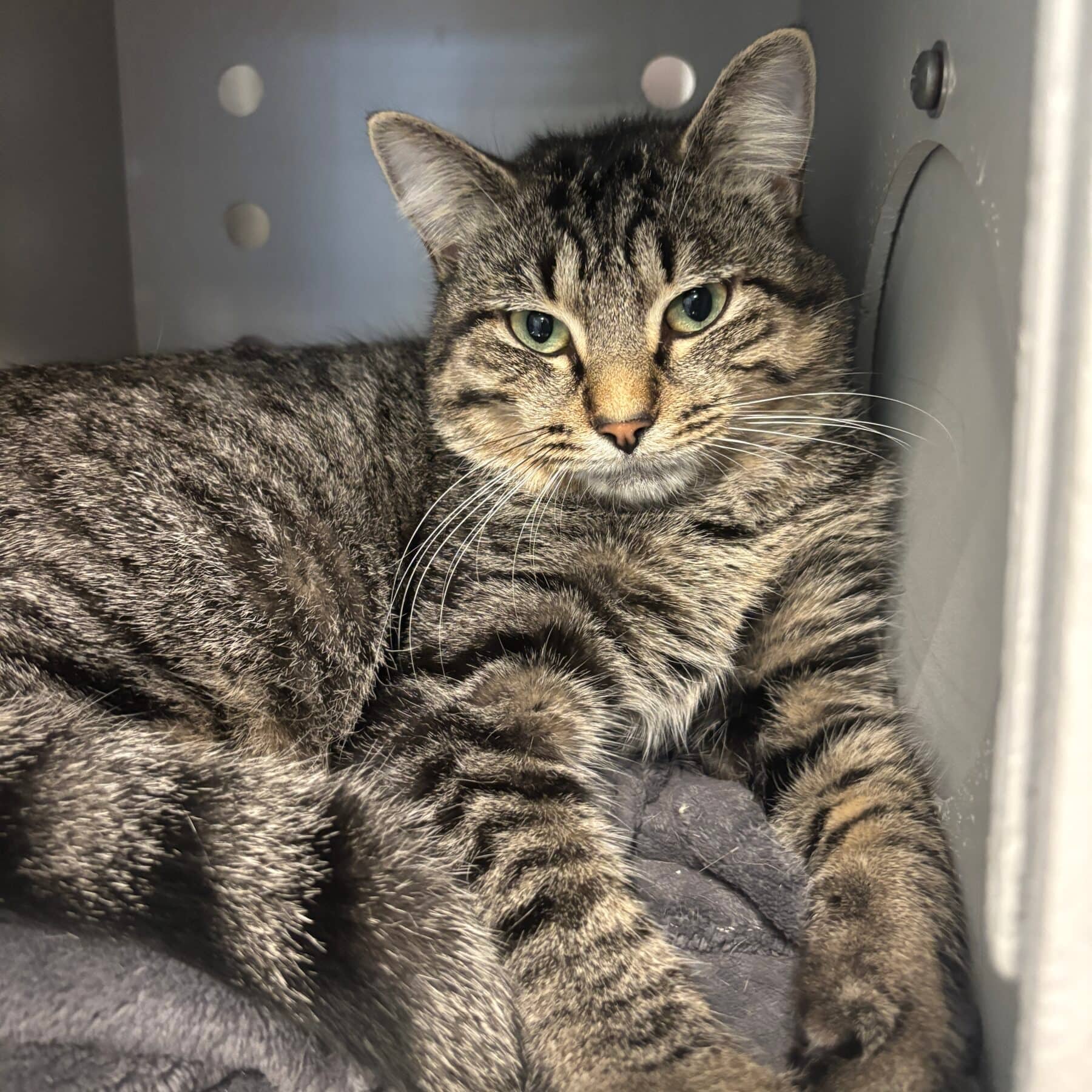 Eddy - Domestic cat available for adoption at SPA de l'Estrie in Sherbrooke