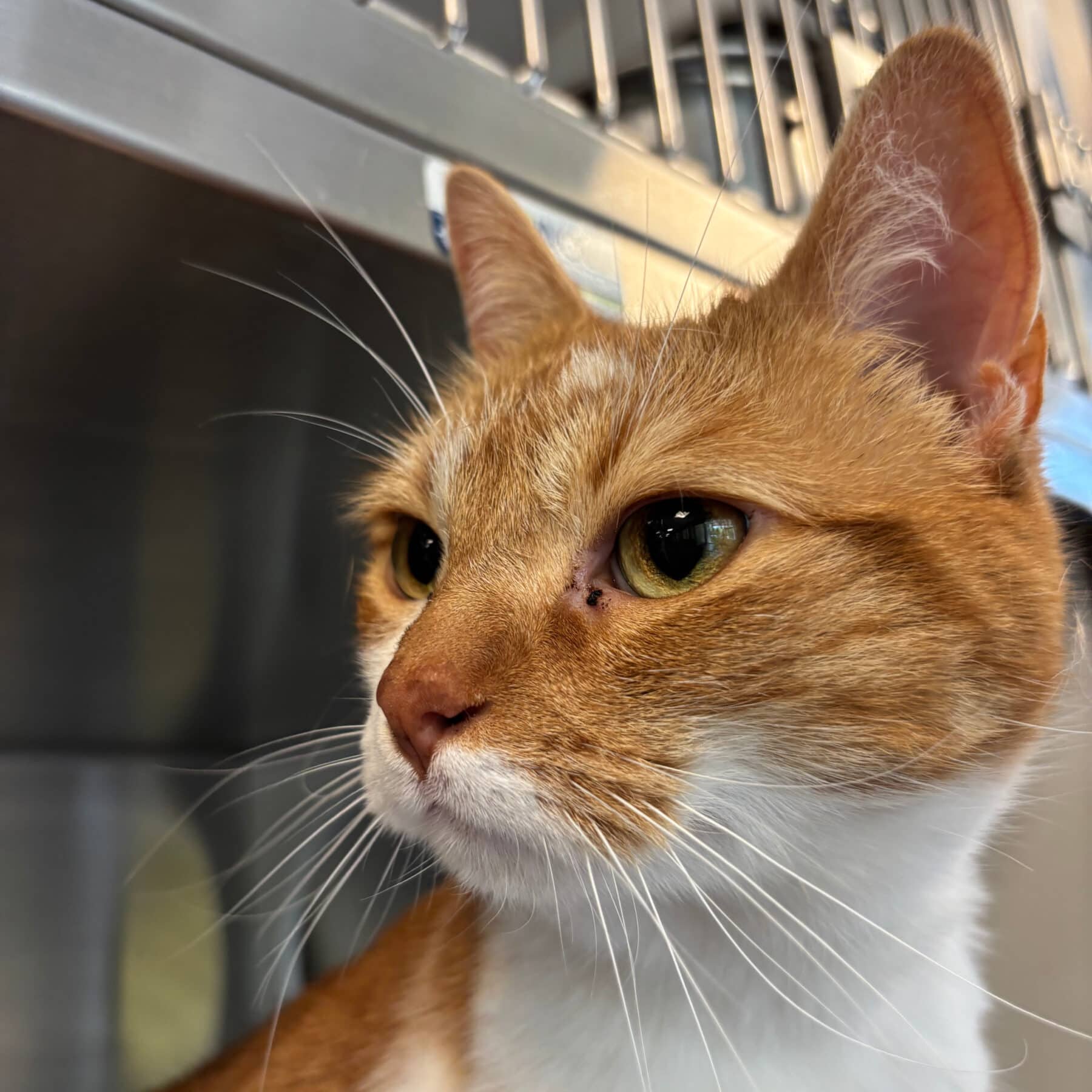 Fred - Domestic cat available for adoption at SPA de l'Estrie in Sherbrooke