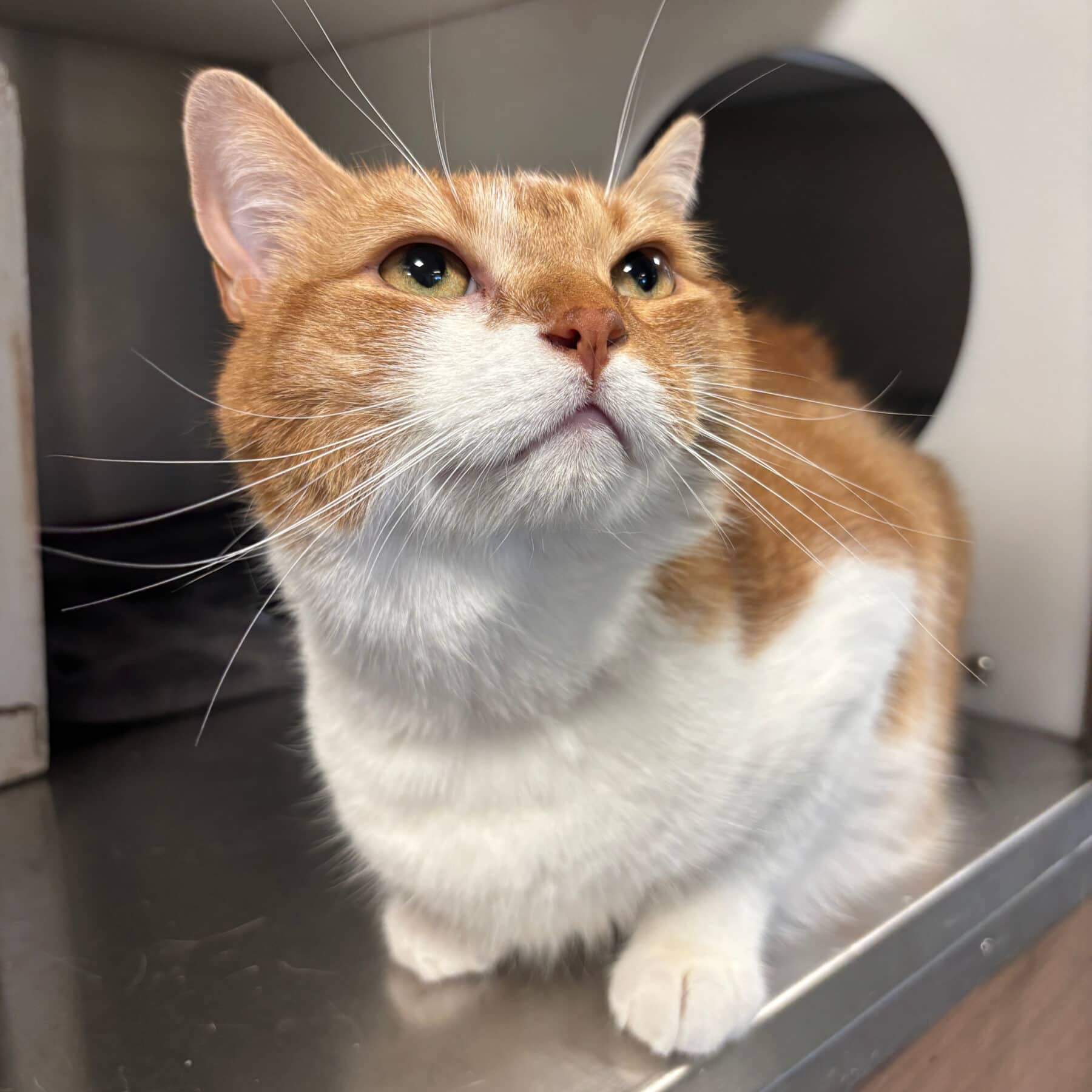 Fred, Domestic, chat à adopter au Québec