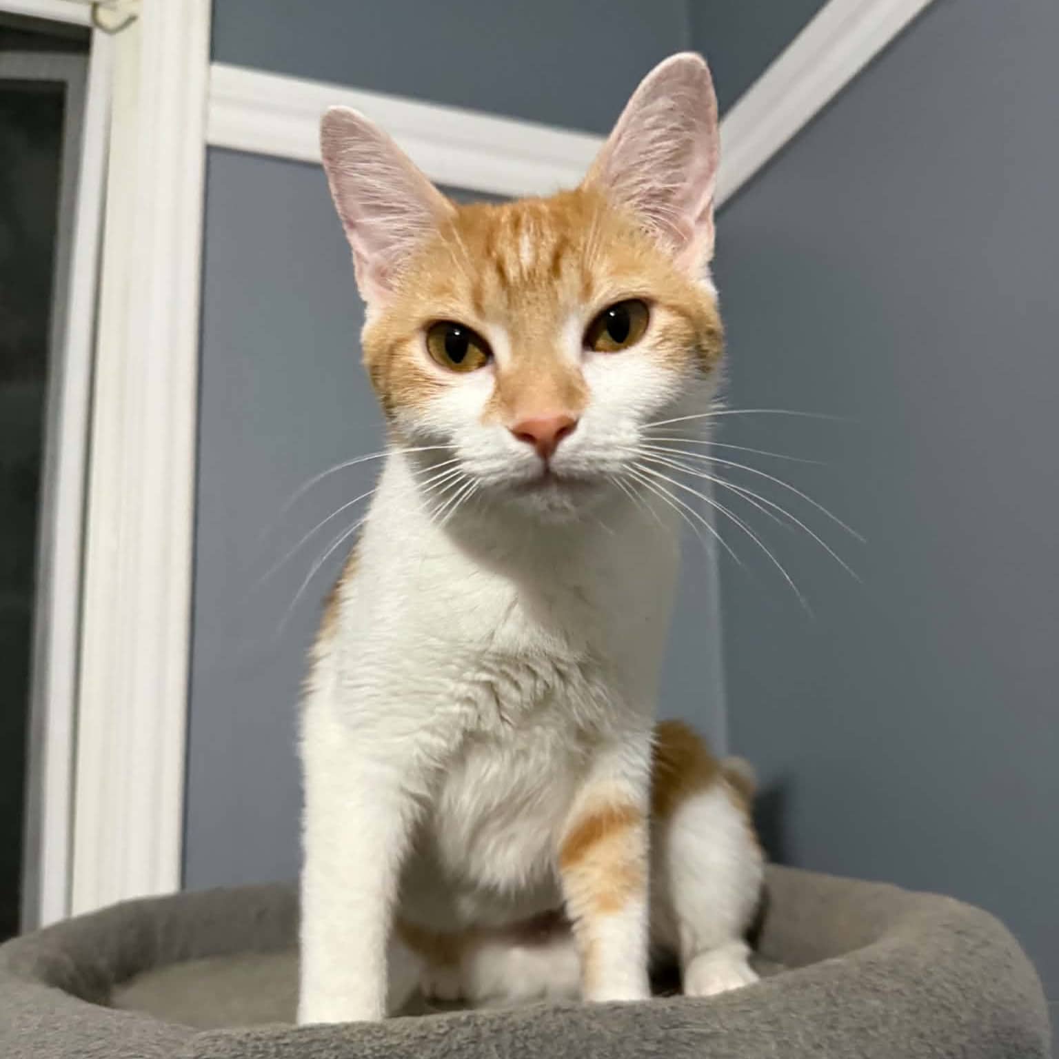 Froot Loops - Domestic available for adoption