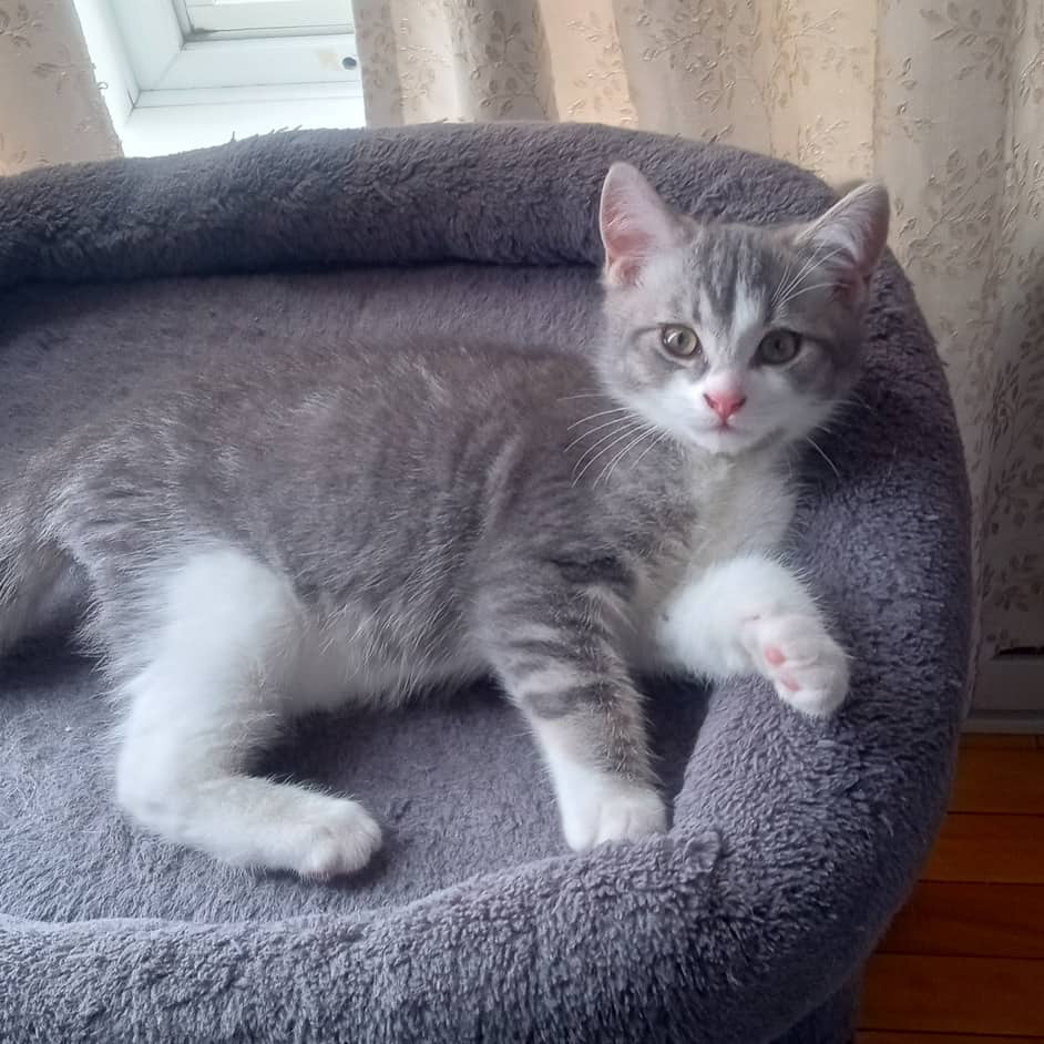 Hercule - Domestic cat available for adoption at SPA de l'Estrie in Sherbrooke