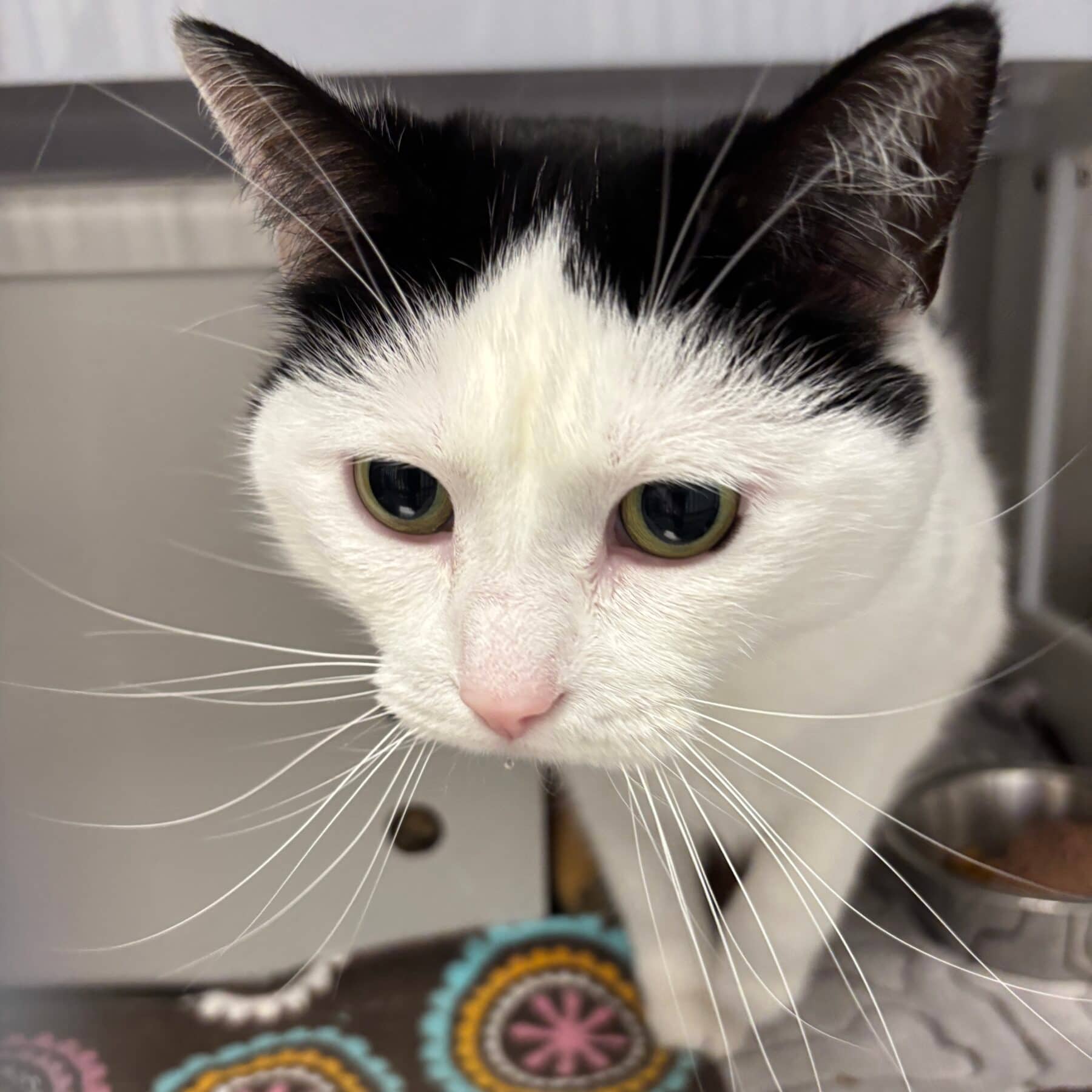 Lola - Domestic cat available for adoption at SPA de l'Estrie in Sherbrooke