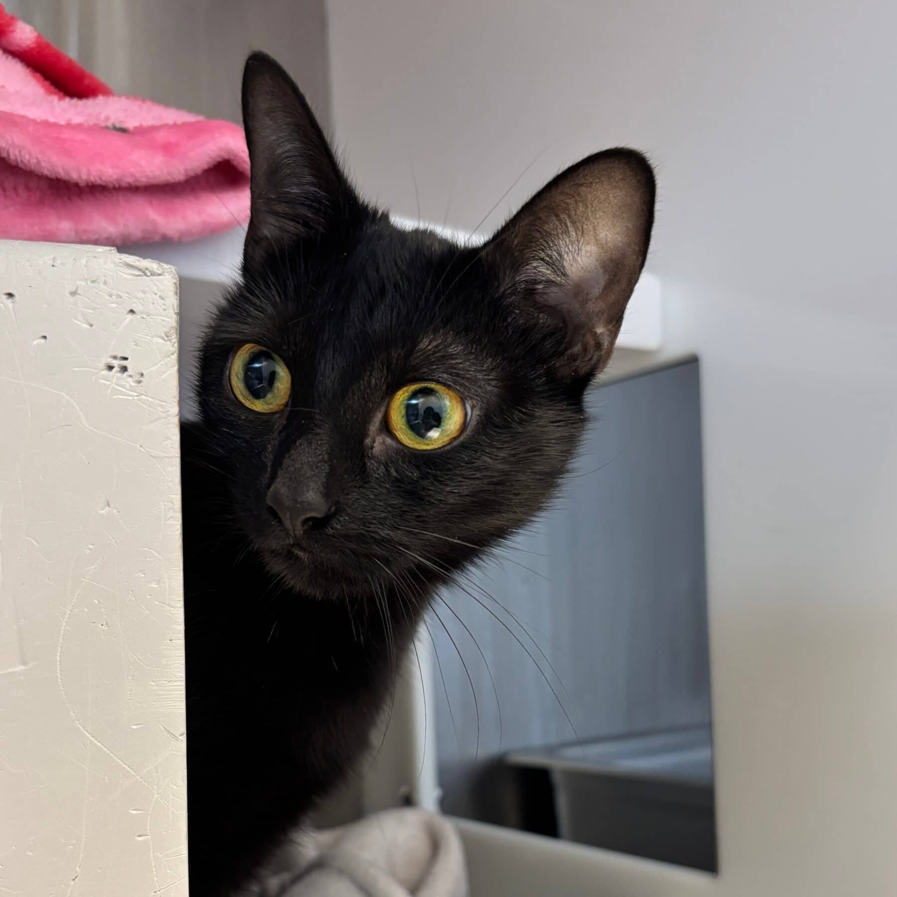 Loutta - Domestic cat available for adoption at SPA de l'Estrie in Sherbrooke