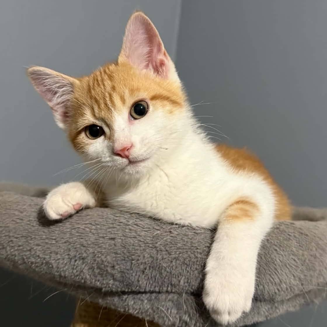 Miel Pops - Domestic cat available for adoption at SPA de l'Estrie in Sherbrooke