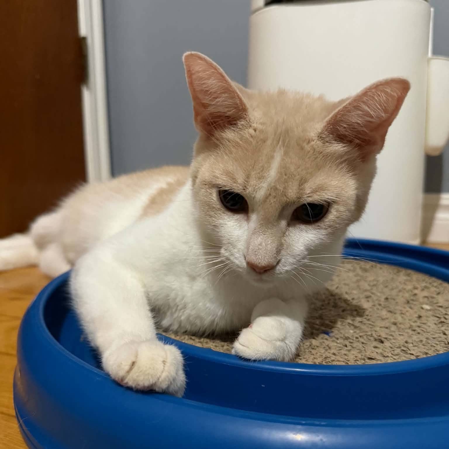 Mini Wheats - Domestic available for adoption