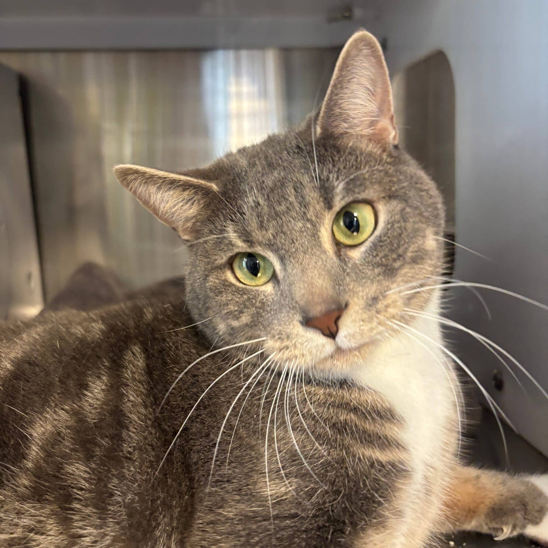 Nuage - Domestic cat available for adoption in Quebec