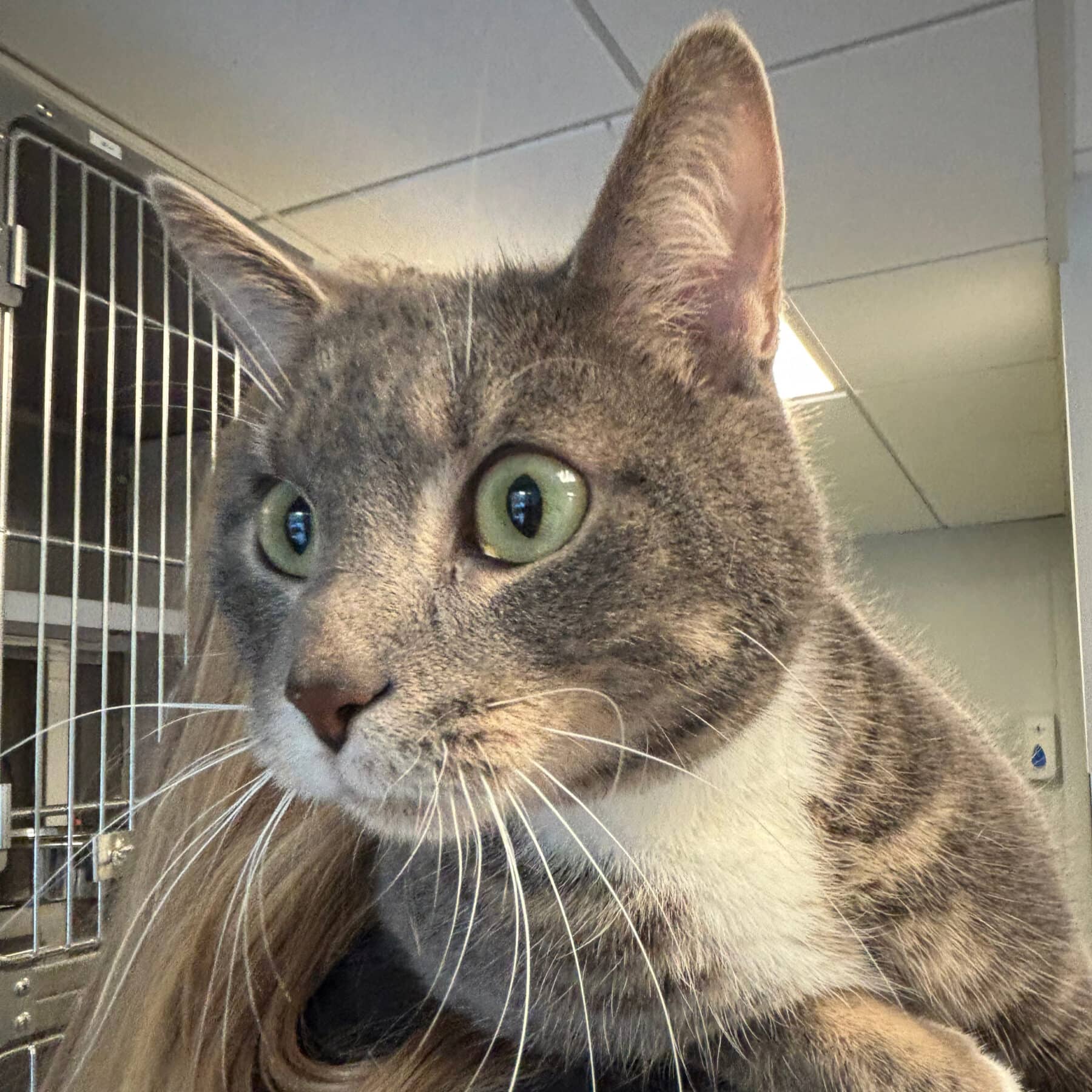 Nuage - Domestic cat available for adoption in Quebec