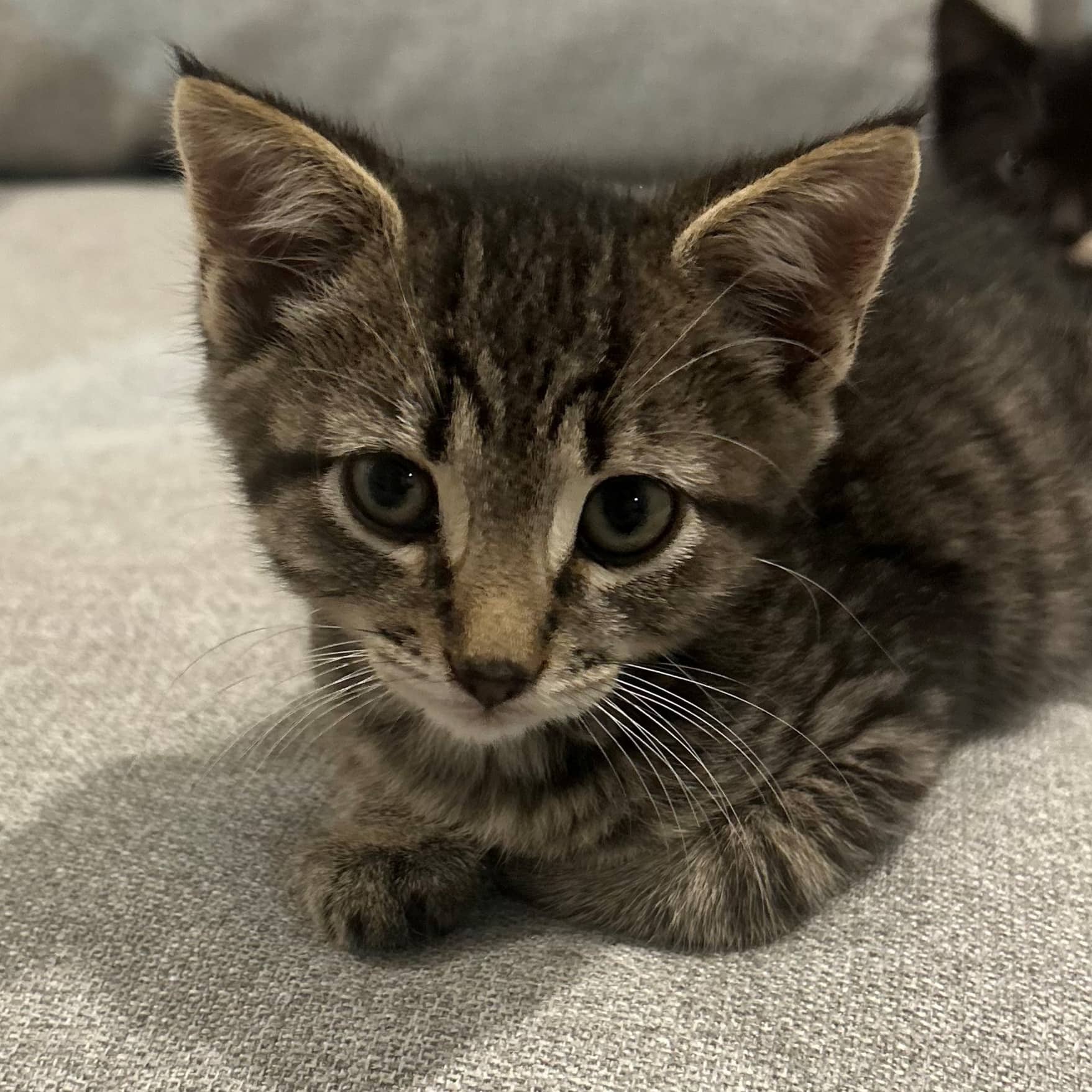 Orthographe - Domestic cat available for adoption in Quebec