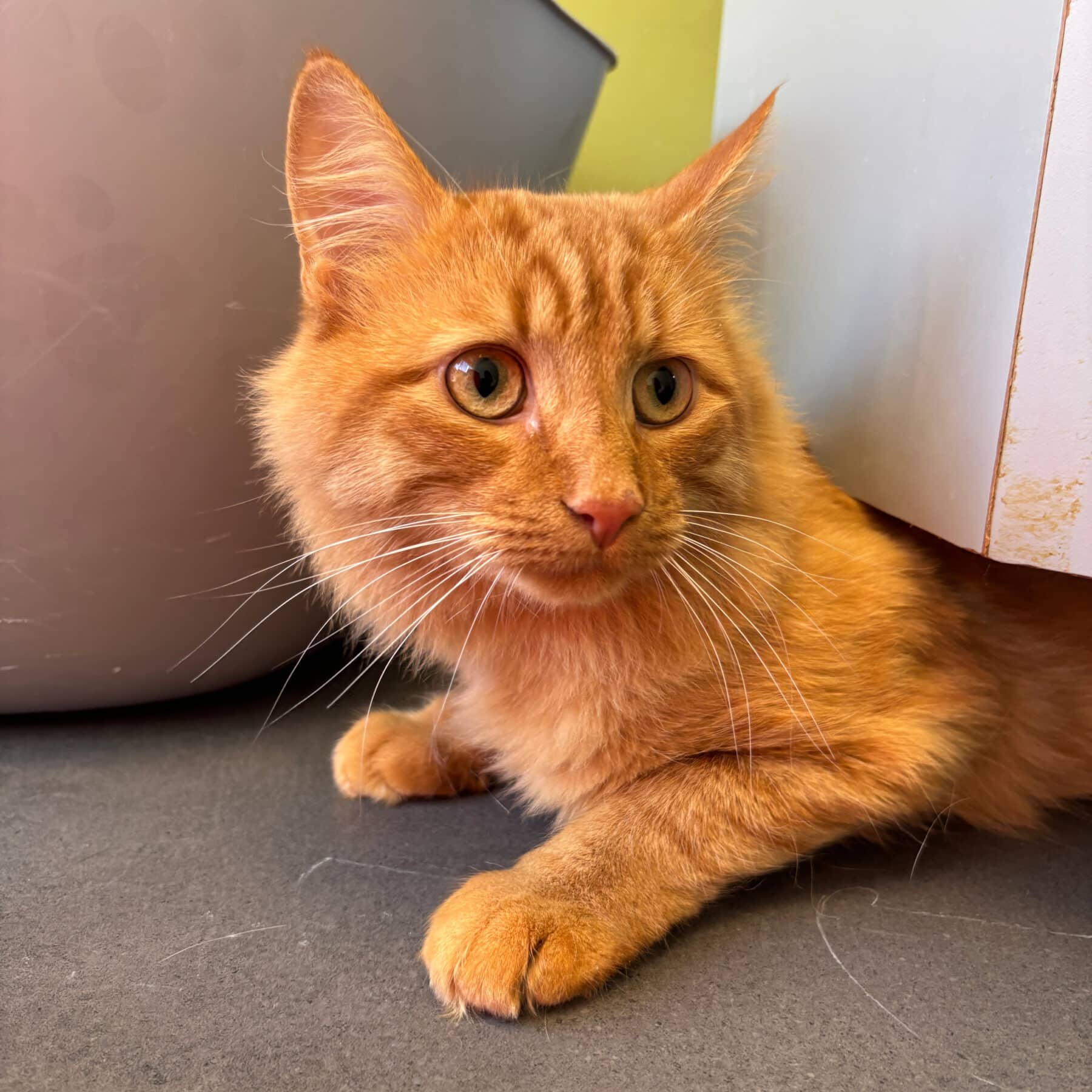Oscar - Domestic cat available for adoption at SPA de l'Estrie in Sherbrooke