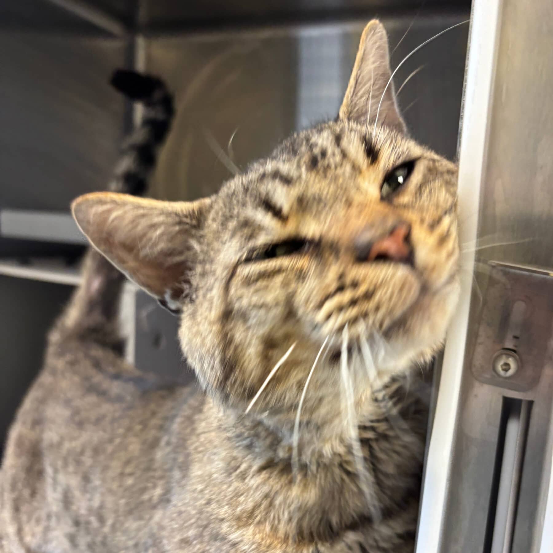Potiron - Domestic cat available for adoption at SPA de l'Estrie in Sherbrooke