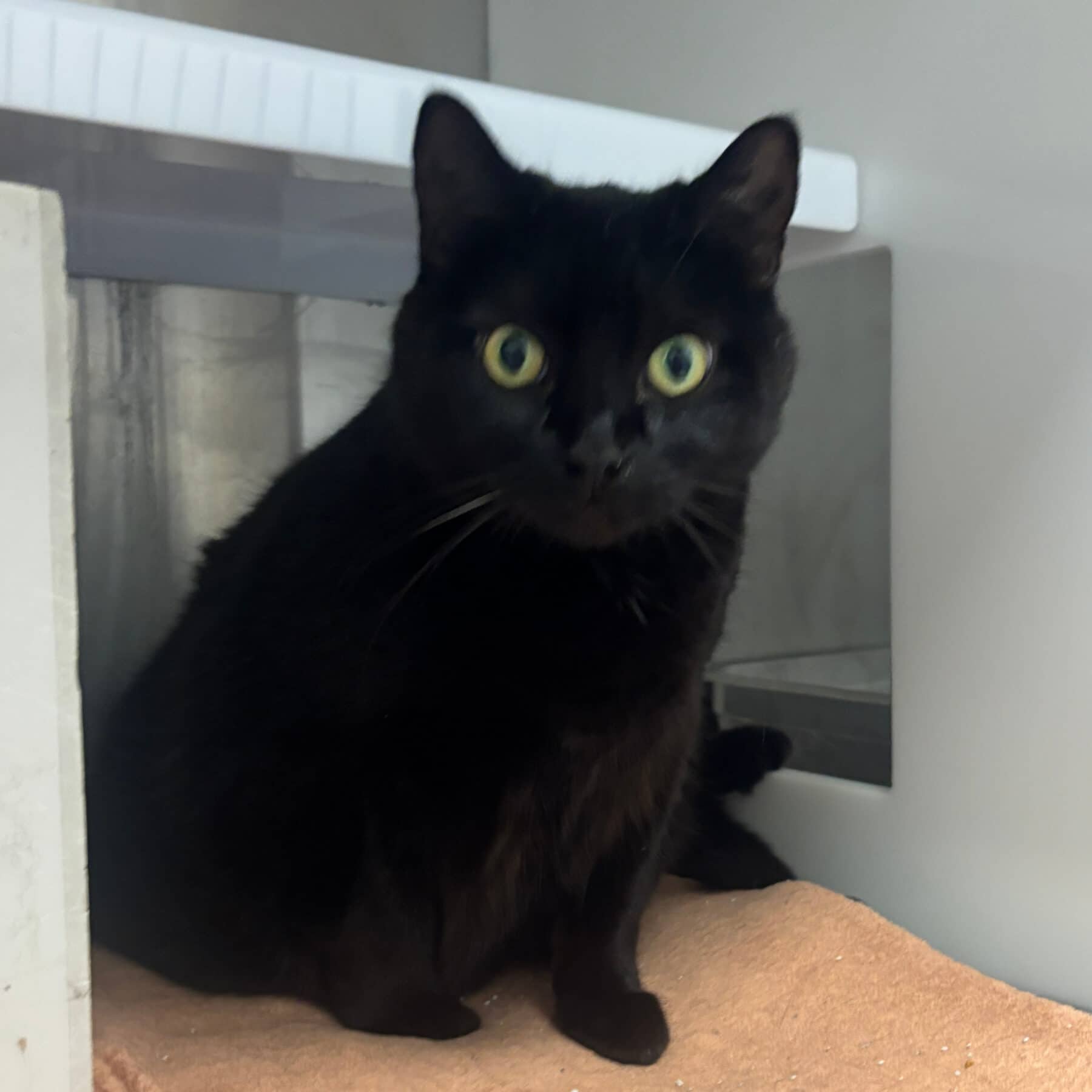 Pouf - Domestic cat available for adoption at SPA de l'Estrie in Sherbrooke