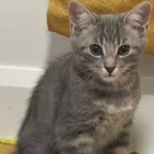Turbo - Domestic cat available for adoption at SPA de l'Estrie in Sherbrooke