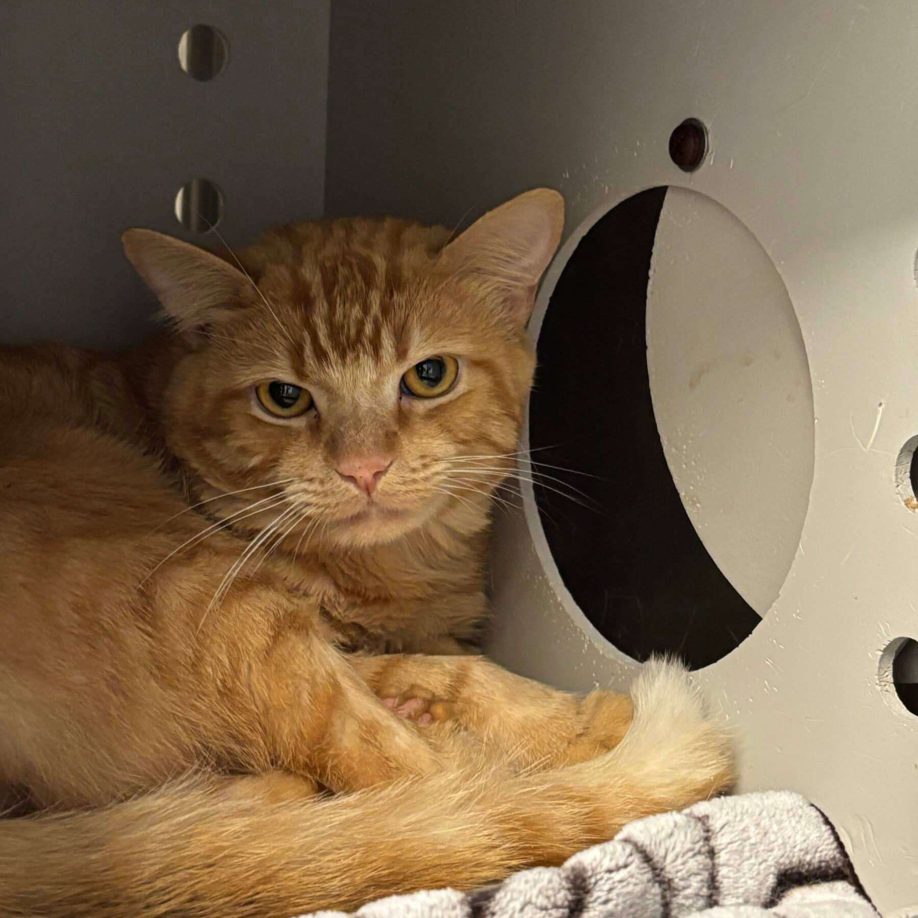 Pumpkin - Domestic cat available for adoption at SPA de l'Estrie in Sherbrooke