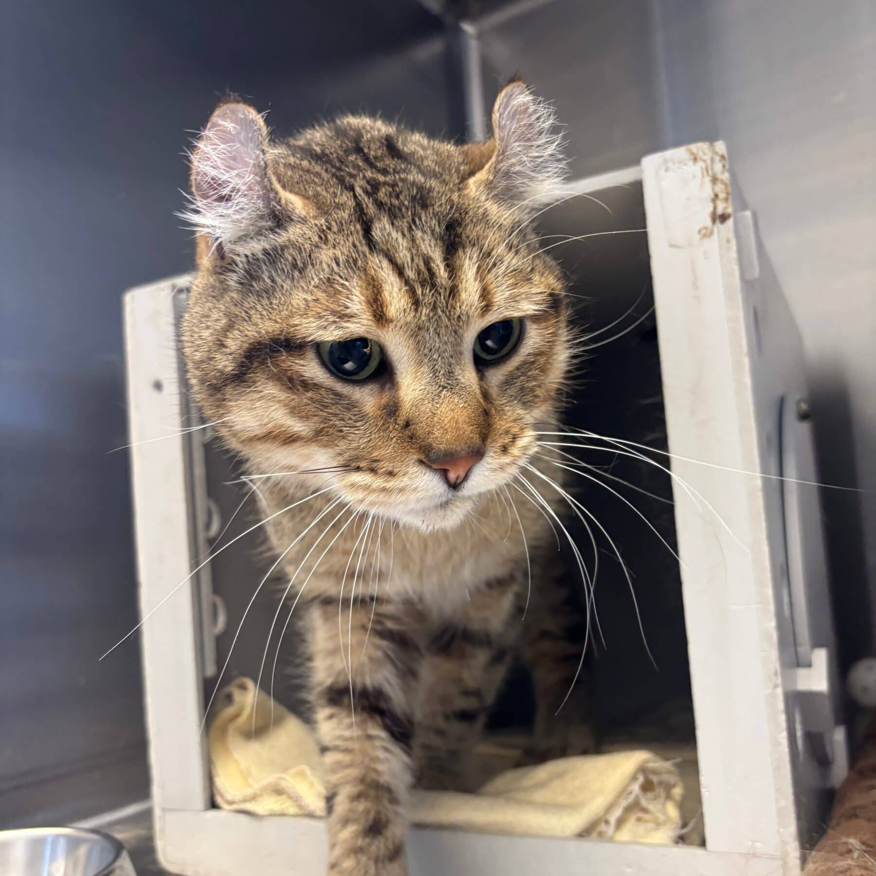 Shelby - Highland Lynx cat available for adoption at SPA de l'Estrie in Sherbrooke