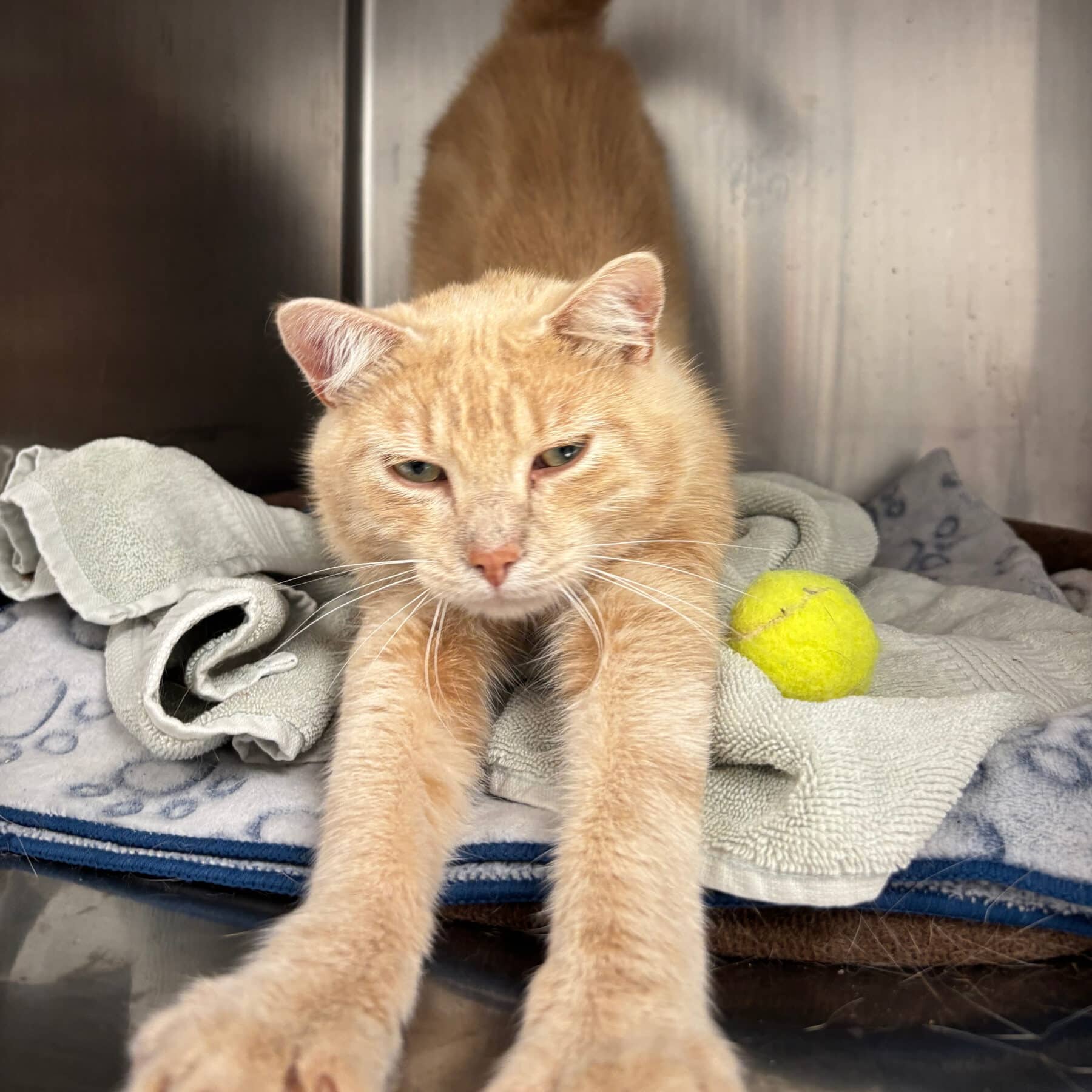 Soleil - Domestic cat available for adoption in Quebec
