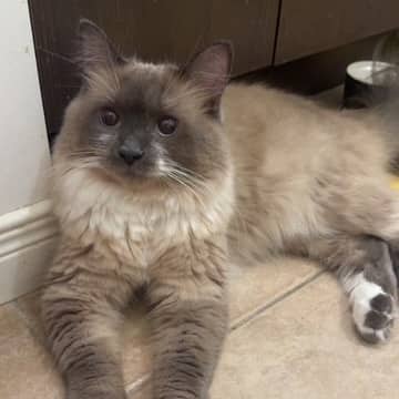 Sophia - Domestic cat available for adoption at SPA de l'Estrie in Sherbrooke