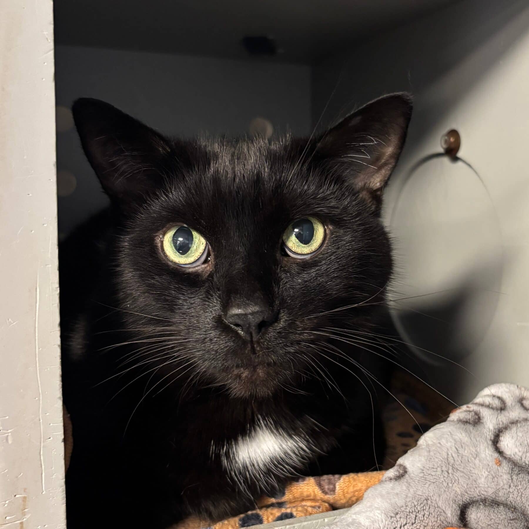 Spinoza - Domestic cat available for adoption at SPA de l'Estrie in Sherbrooke