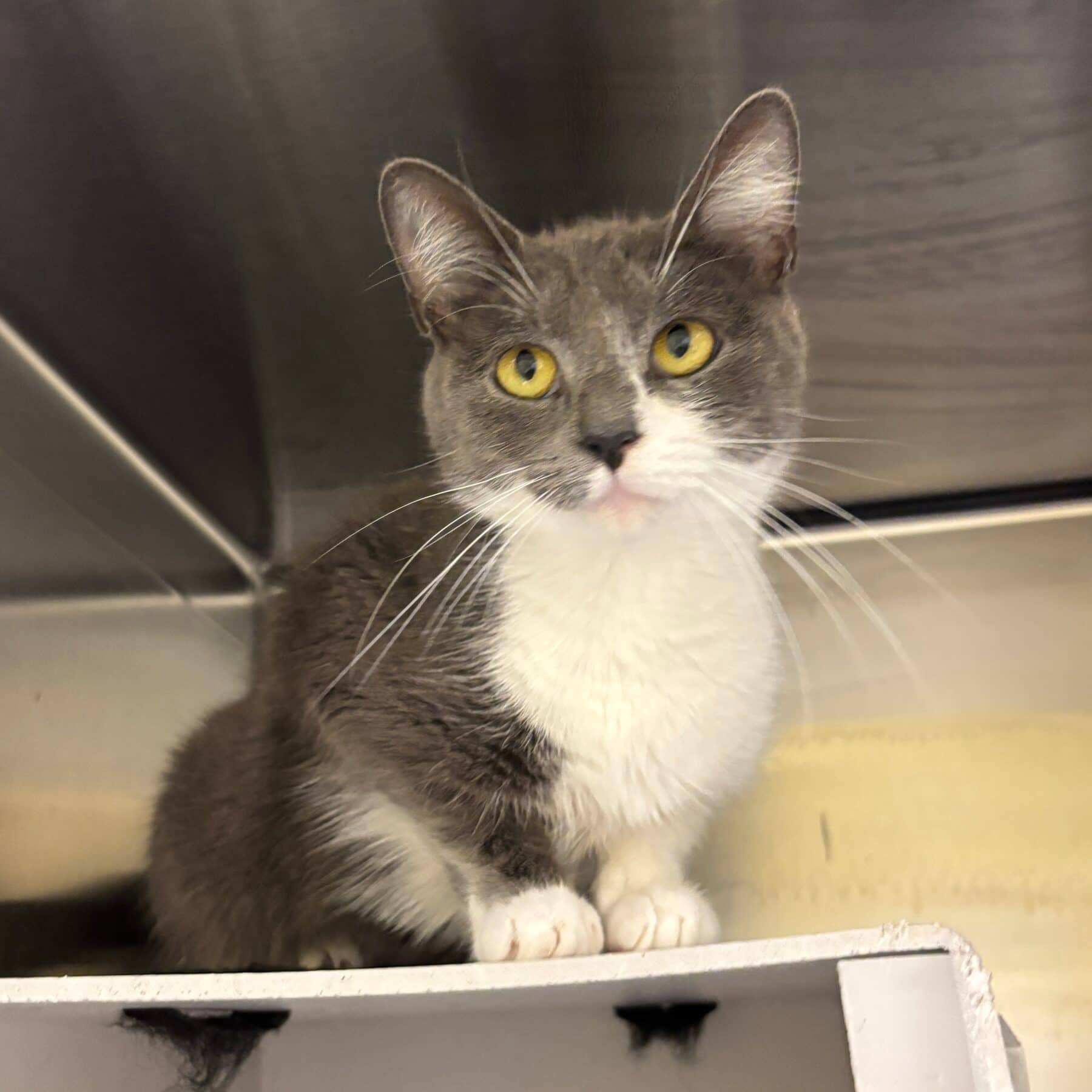 Tammy - Domestic cat available for adoption at SPA de l'Estrie in Sherbrooke