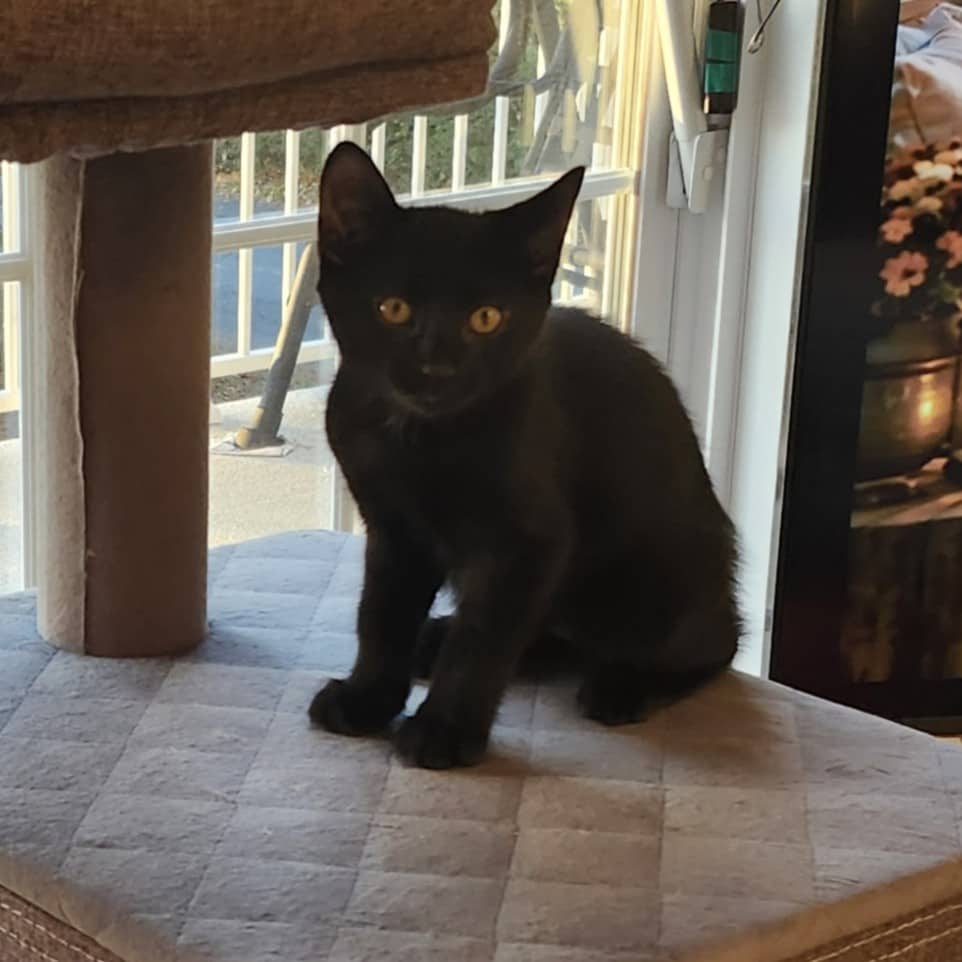 BigMac - Domestic available for adoption