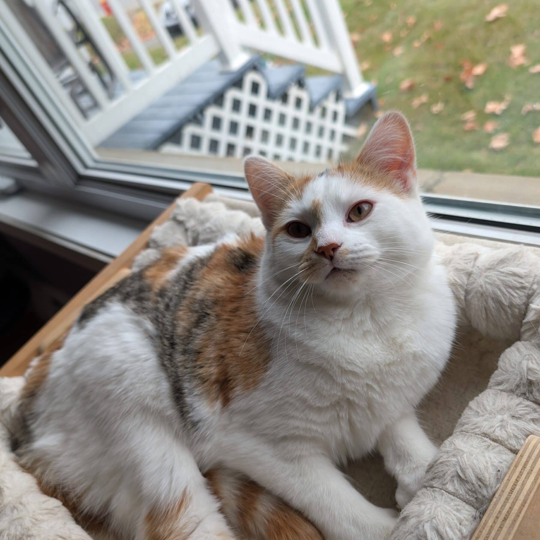 Bissel - Domestic cat available for adoption at SPA de l'Estrie in Sherbrooke