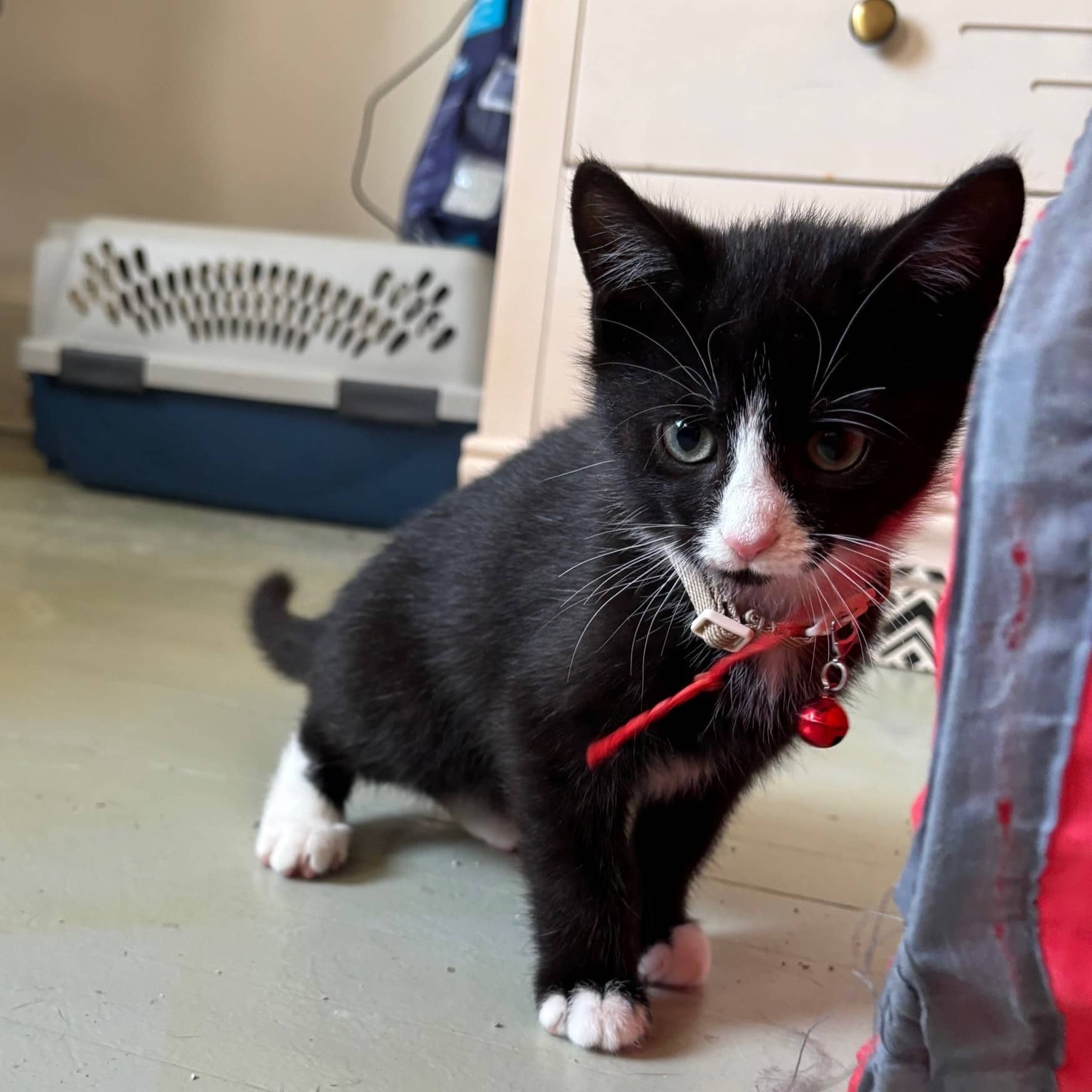 Chili - Domestic cat available for adoption at SPA de l'Estrie in Sherbrooke
