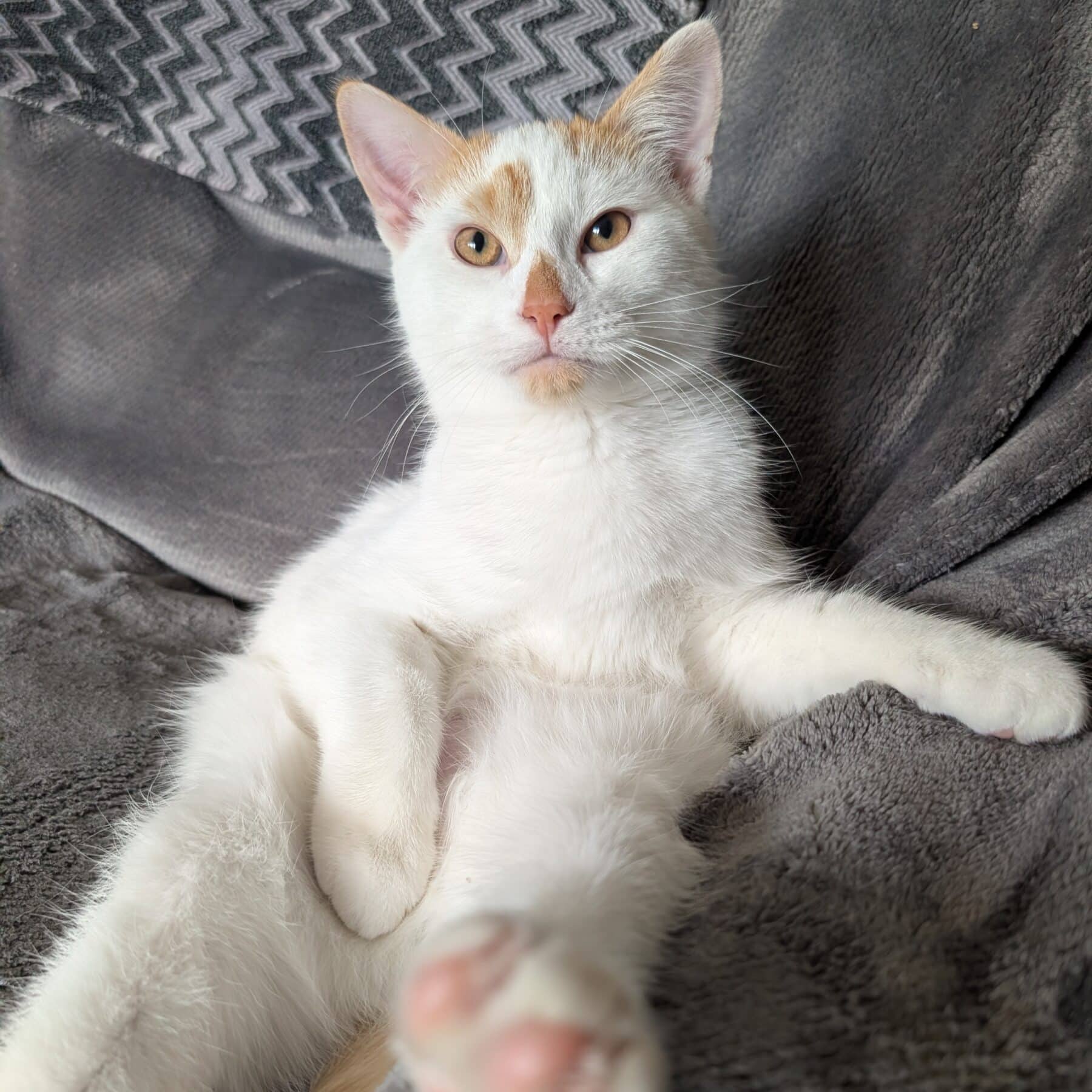 Dyson - Domestic cat available for adoption at SPA de l'Estrie in Sherbrooke