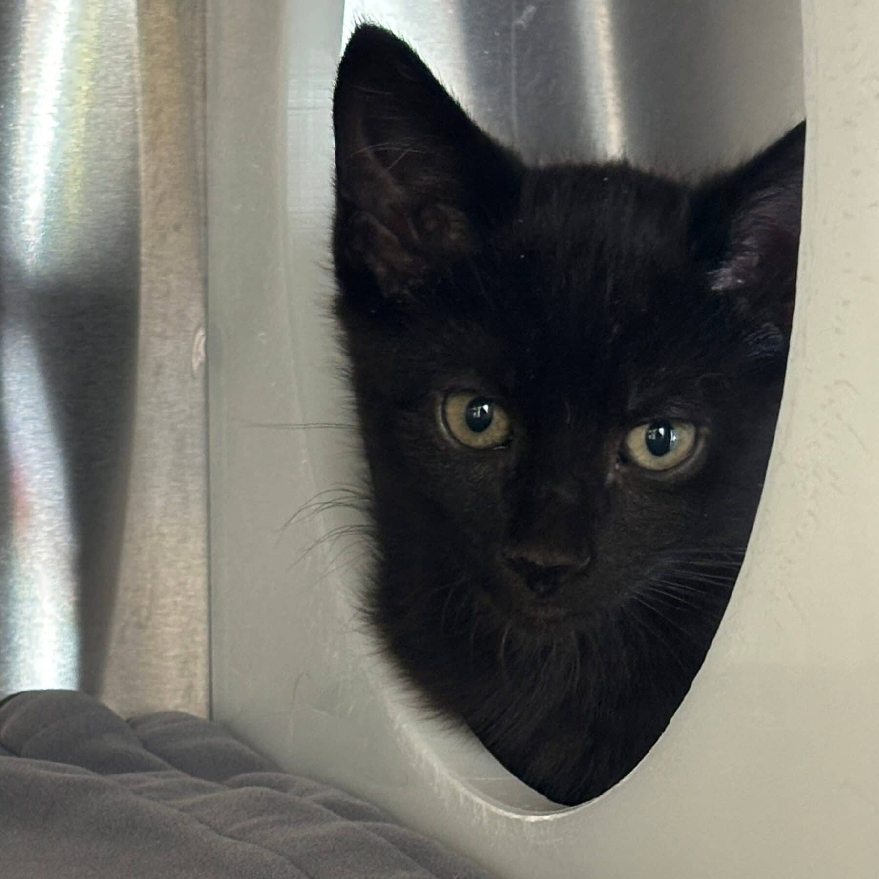 Eytukan - Domestic cat available for adoption at SPA de l'Estrie in Sherbrooke