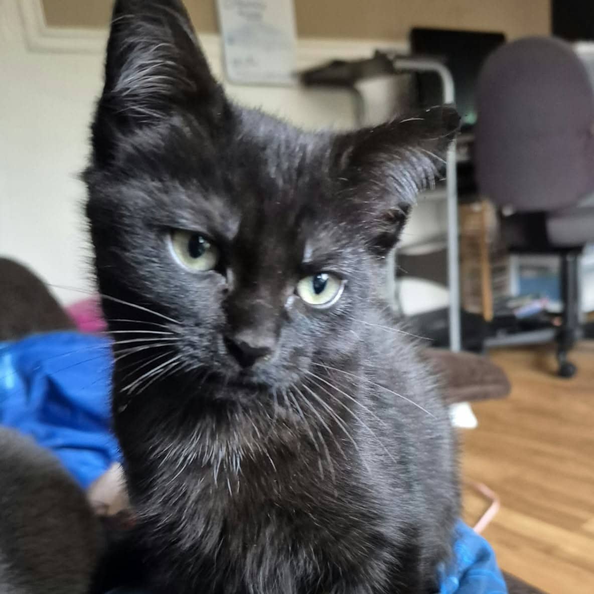 Fleur - Domestic available for adoption