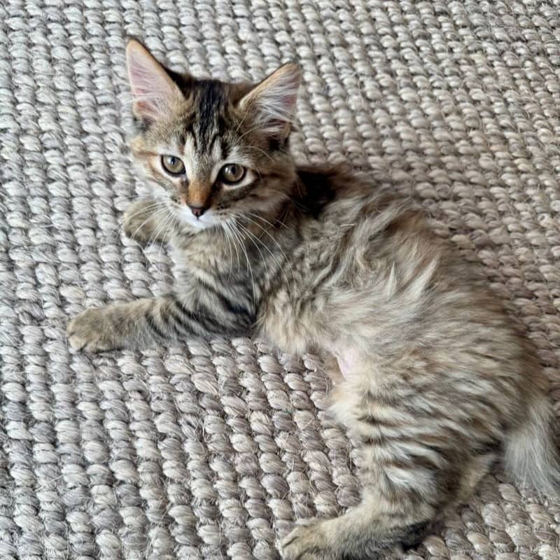 Fraisier - Domestic available for adoption