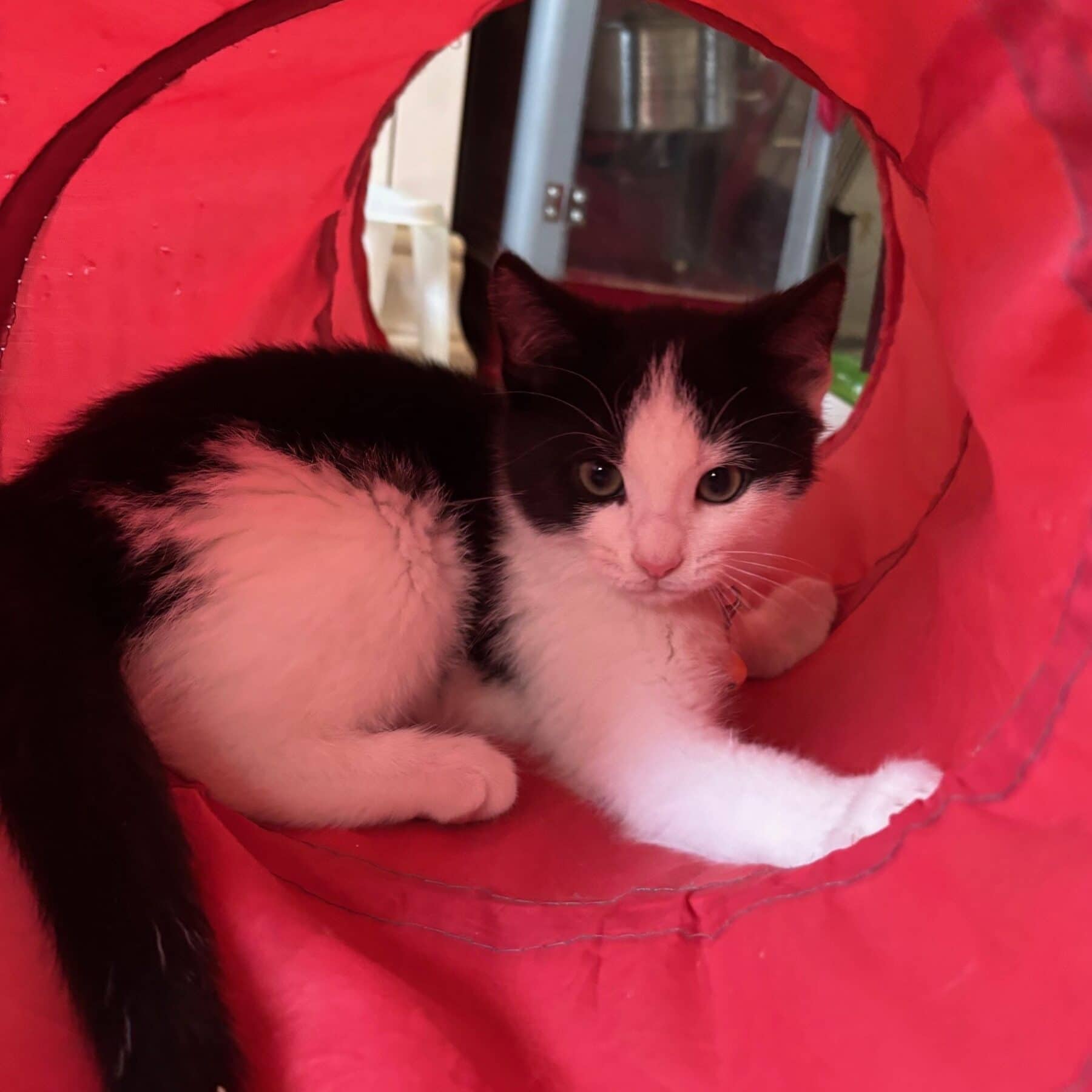 Habanero - Domestic cat available for adoption at SPA de l'Estrie in Sherbrooke
