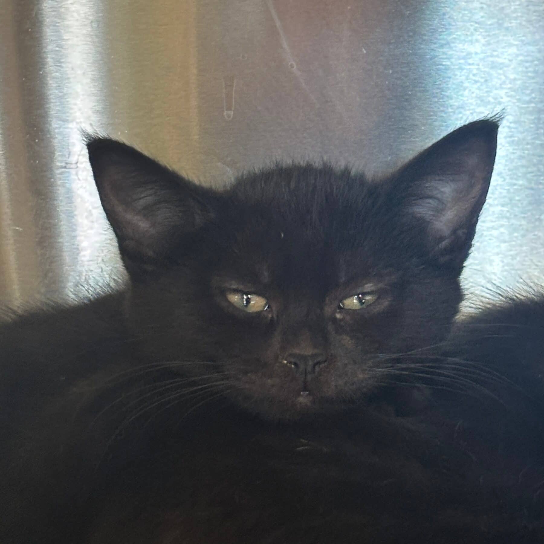 Jake Sully - Domestic available for adoption