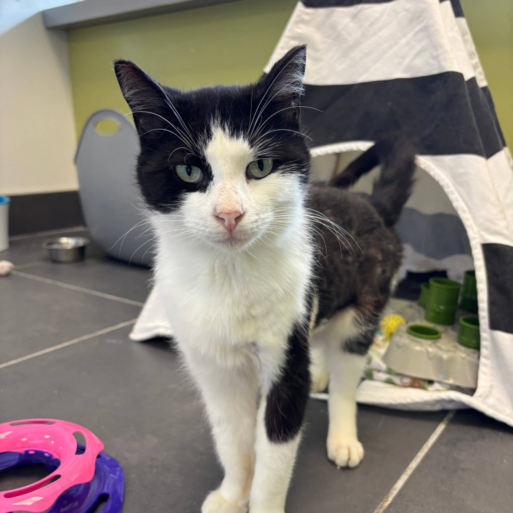 John Doe - Domestic available for adoption