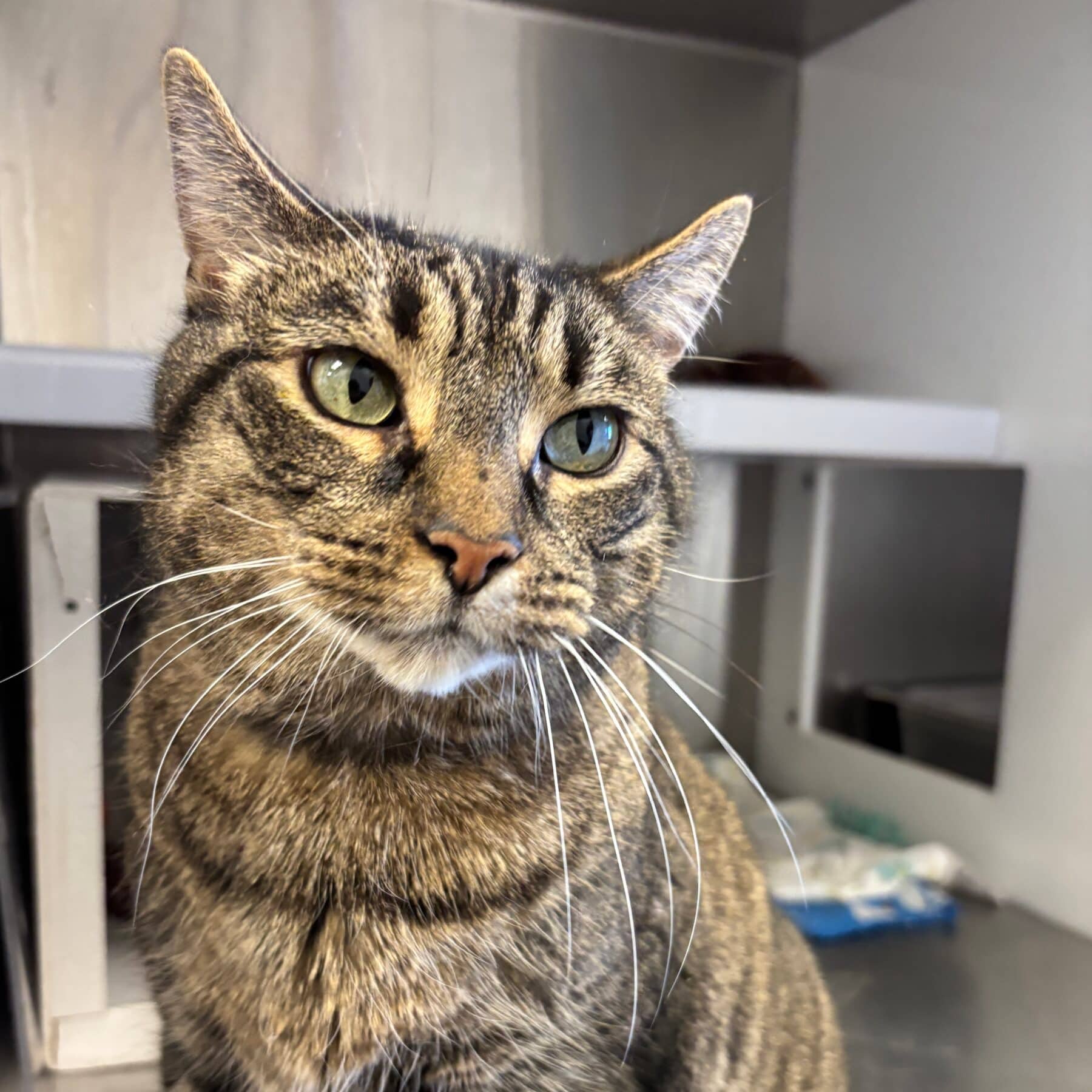 Leopold - Domestic cat available for adoption at SPA de l'Estrie in Sherbrooke