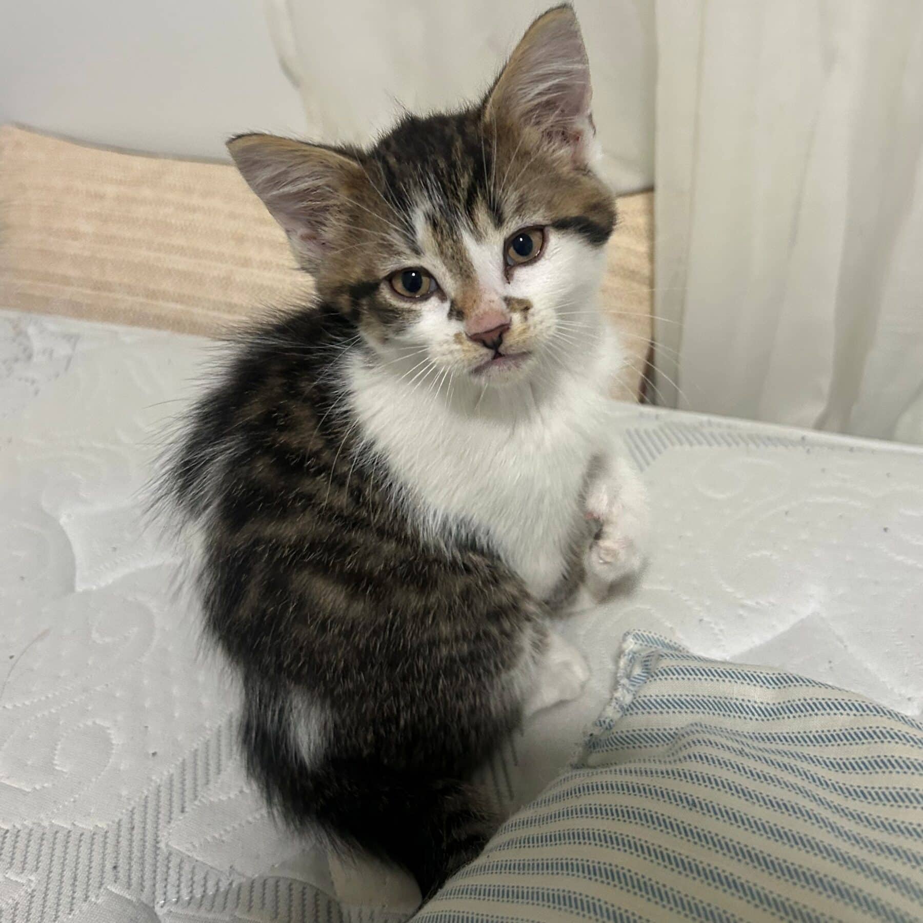 May - Domestic cat available for adoption at SPA de l'Estrie in Sherbrooke