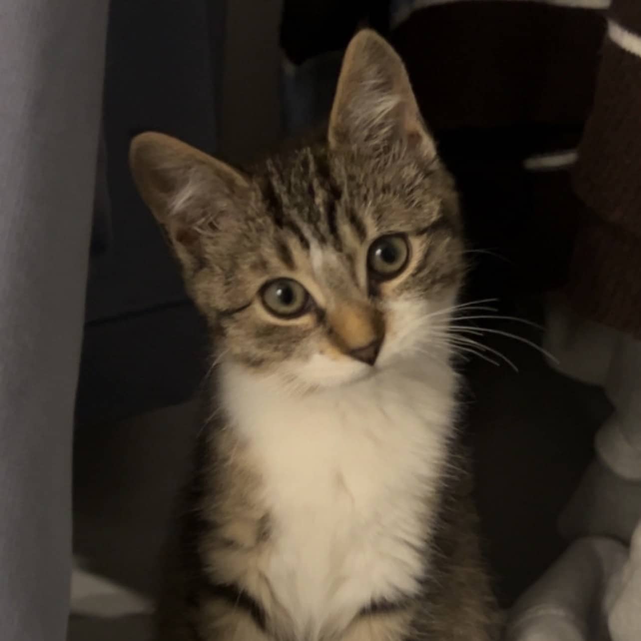 Pain Naan - Domestic cat available for adoption at SPA de l'Estrie in Sherbrooke