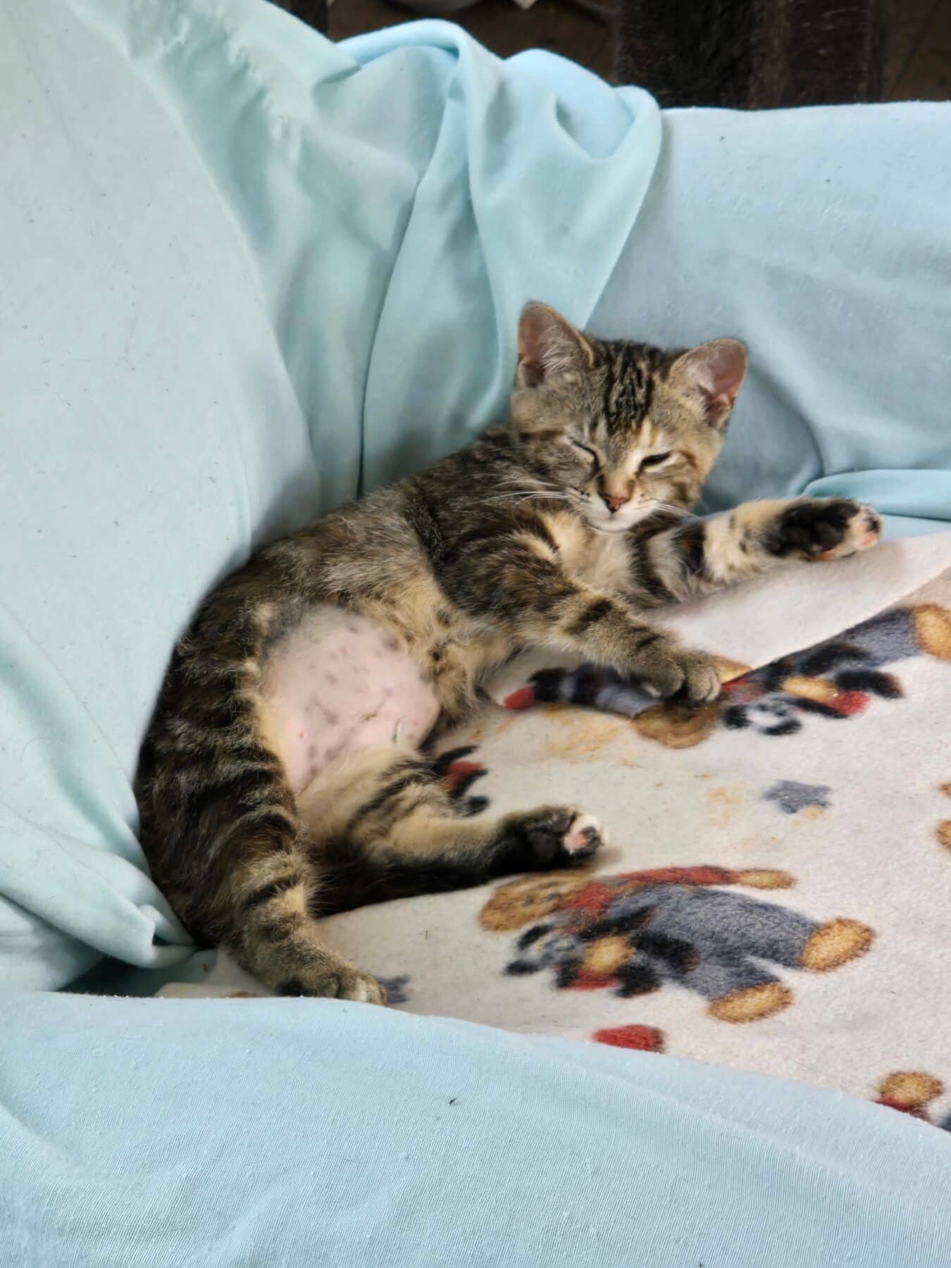 Patati - Domestic cat available for adoption at SPA de l'Estrie in Sherbrooke