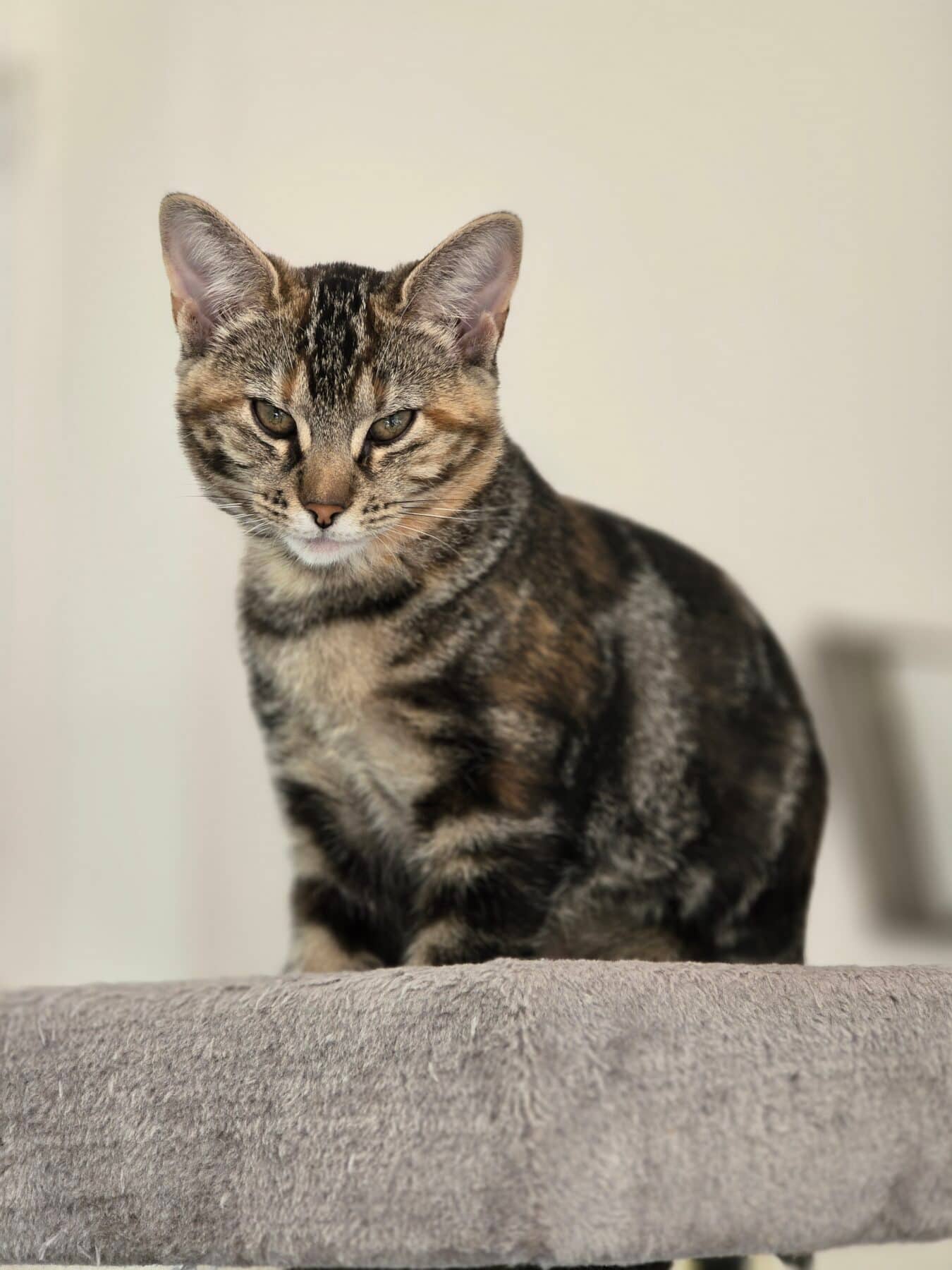 Patatou - Domestic available for adoption